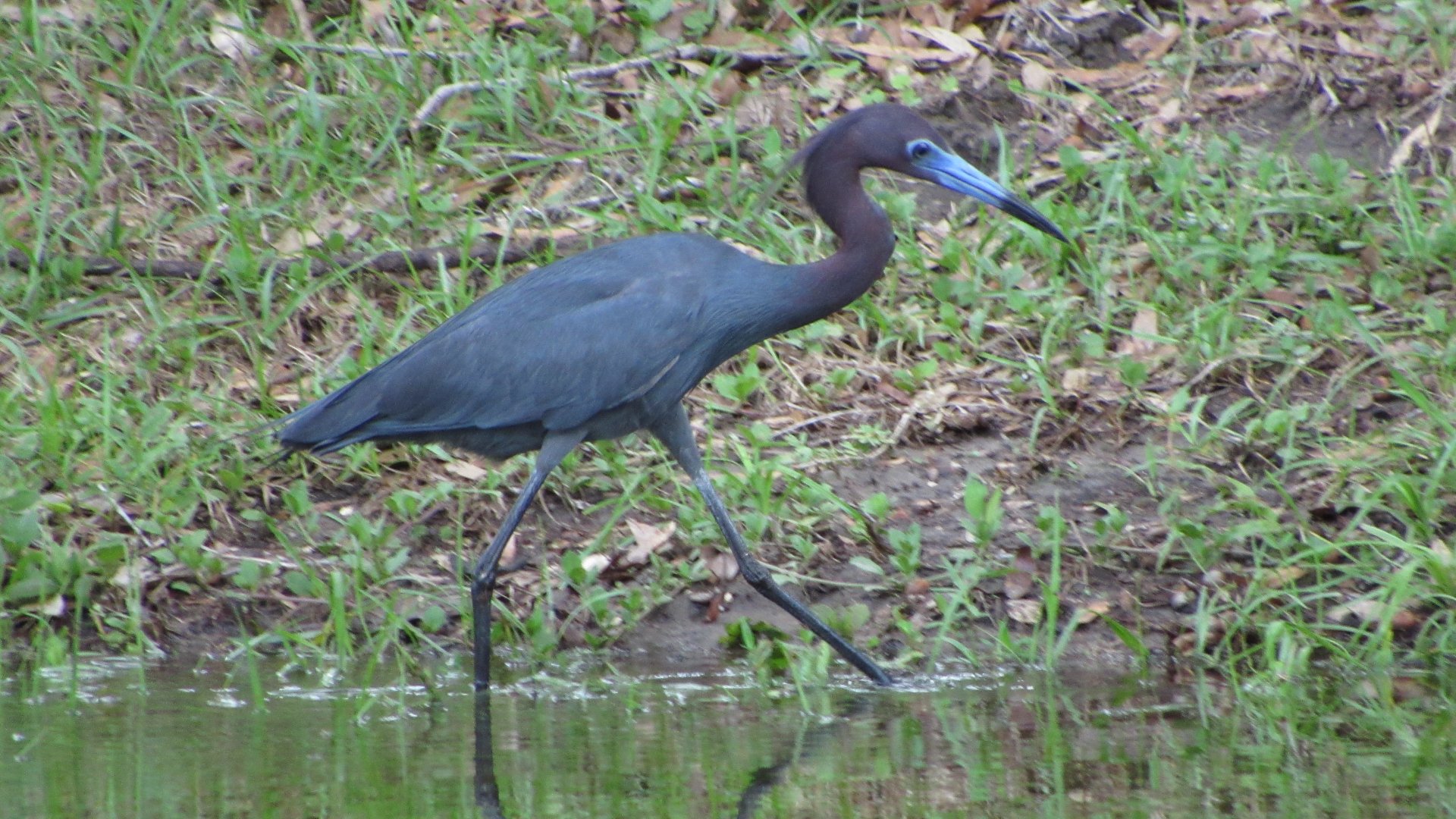 Little Blue Heron