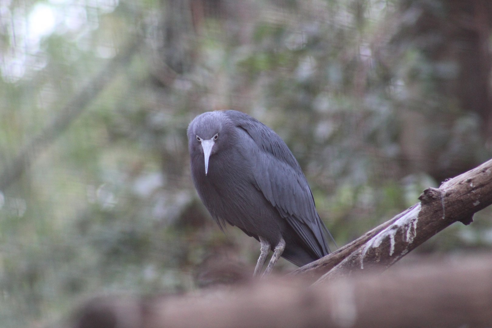 Little Blue Heron