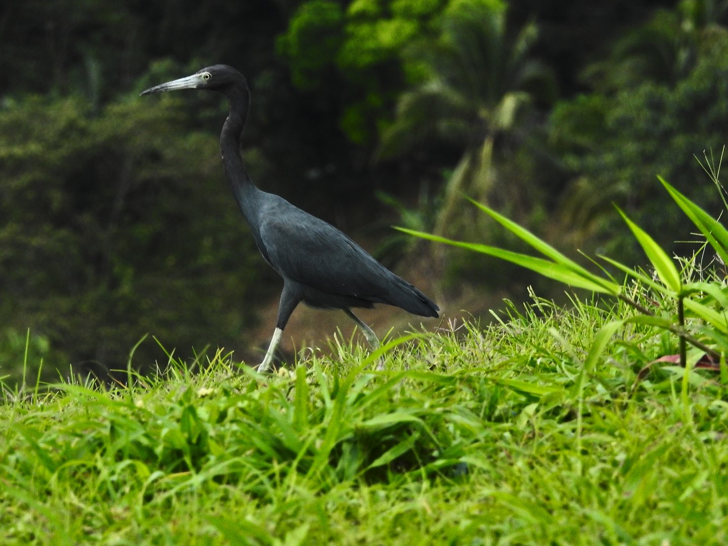 Little Blue Heron