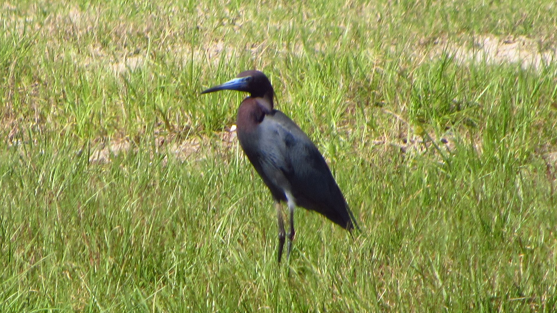 Little Blue Heron