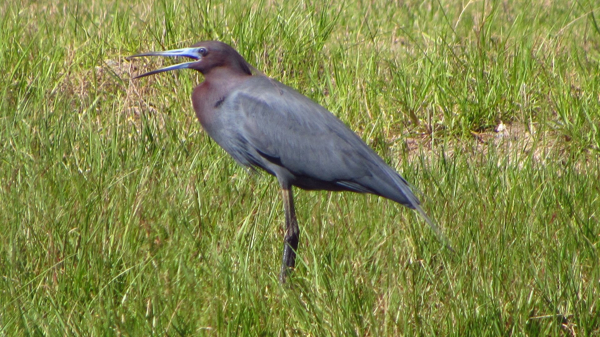 Little Blue Heron