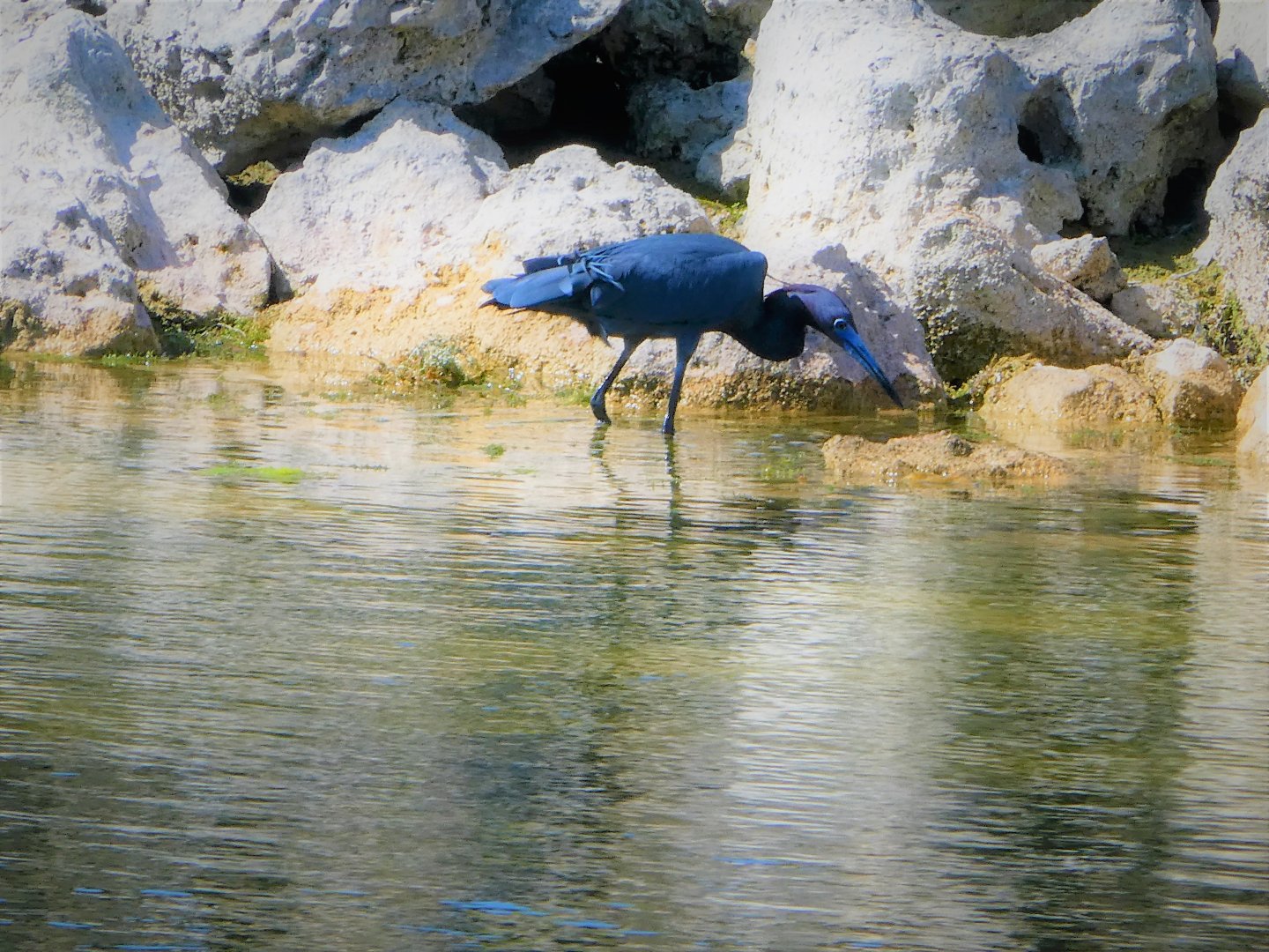 Little Blue Heron