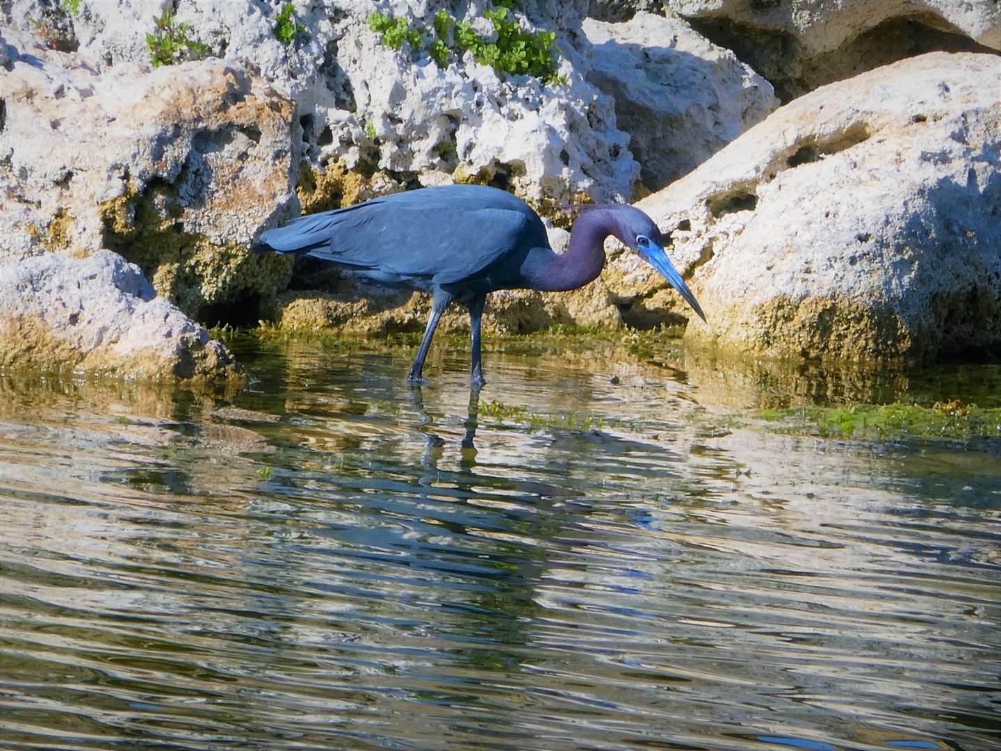 Little Blue Heron
