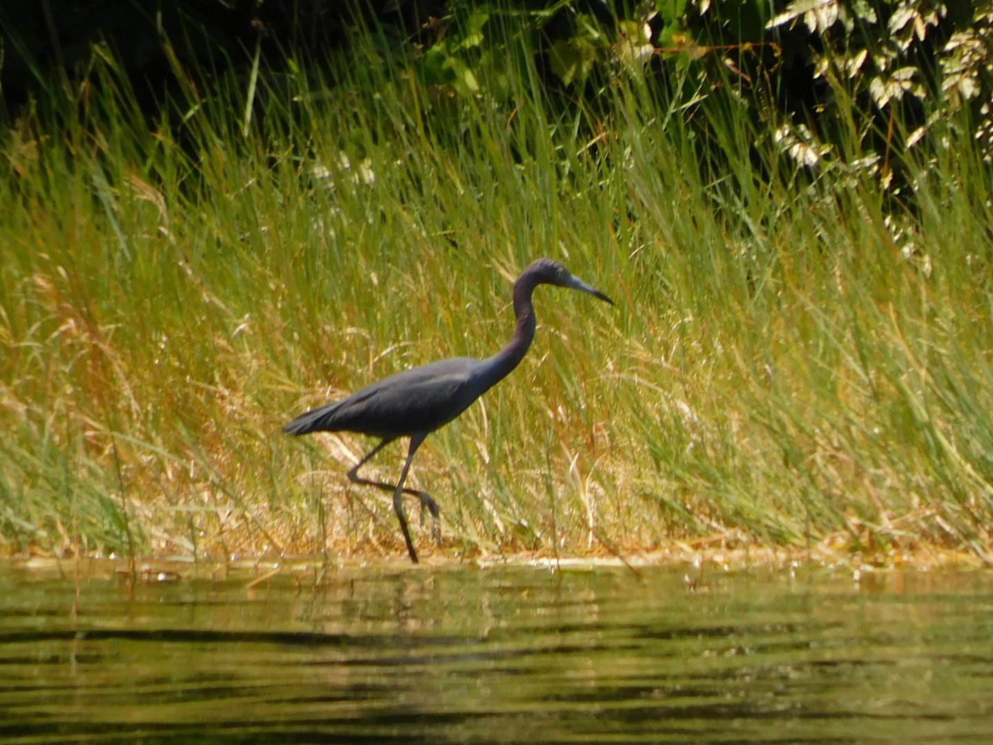 Little Blue Heron