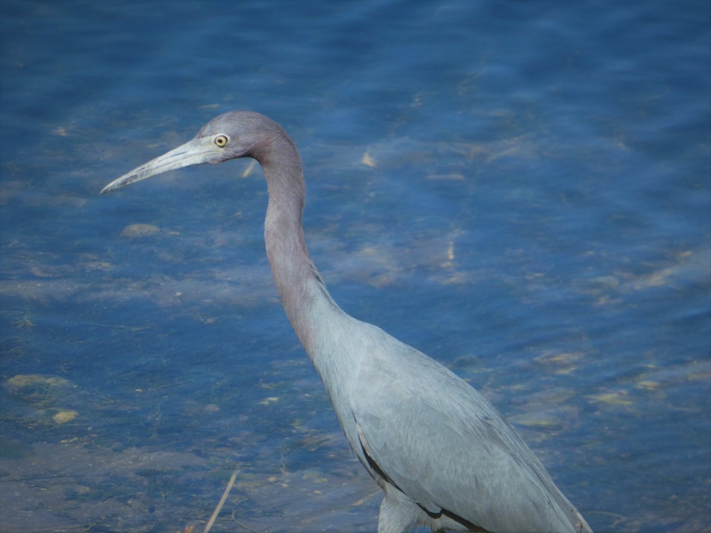 Little Blue Heron