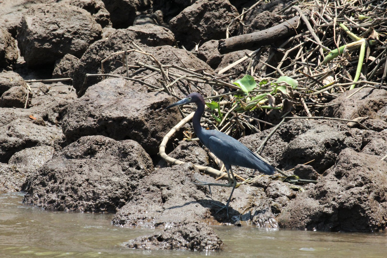 Little Blue Heron
