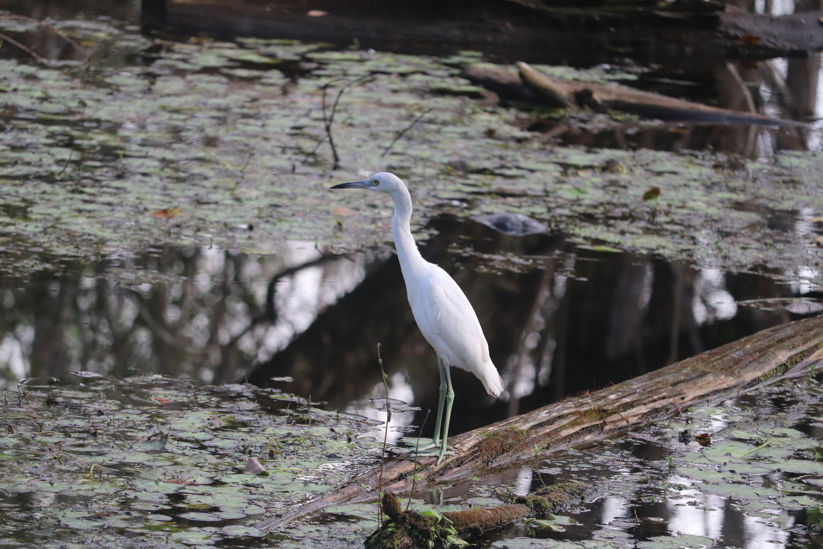 Little Blue Heron