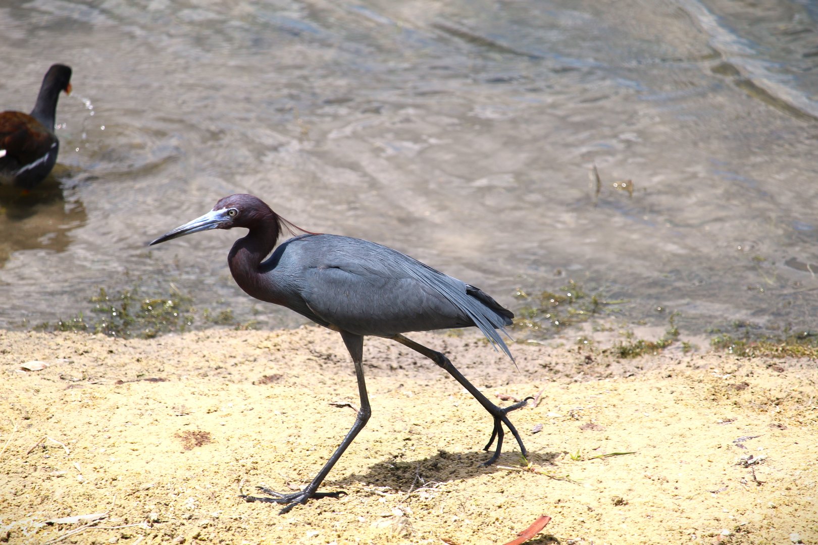 Little Blue Heron