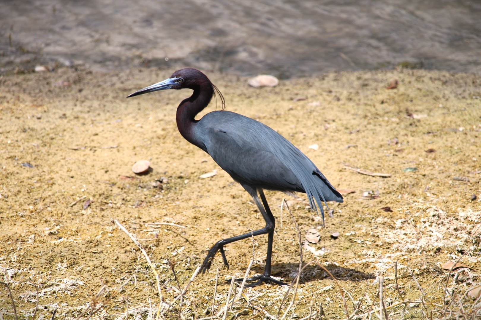Little Blue Heron