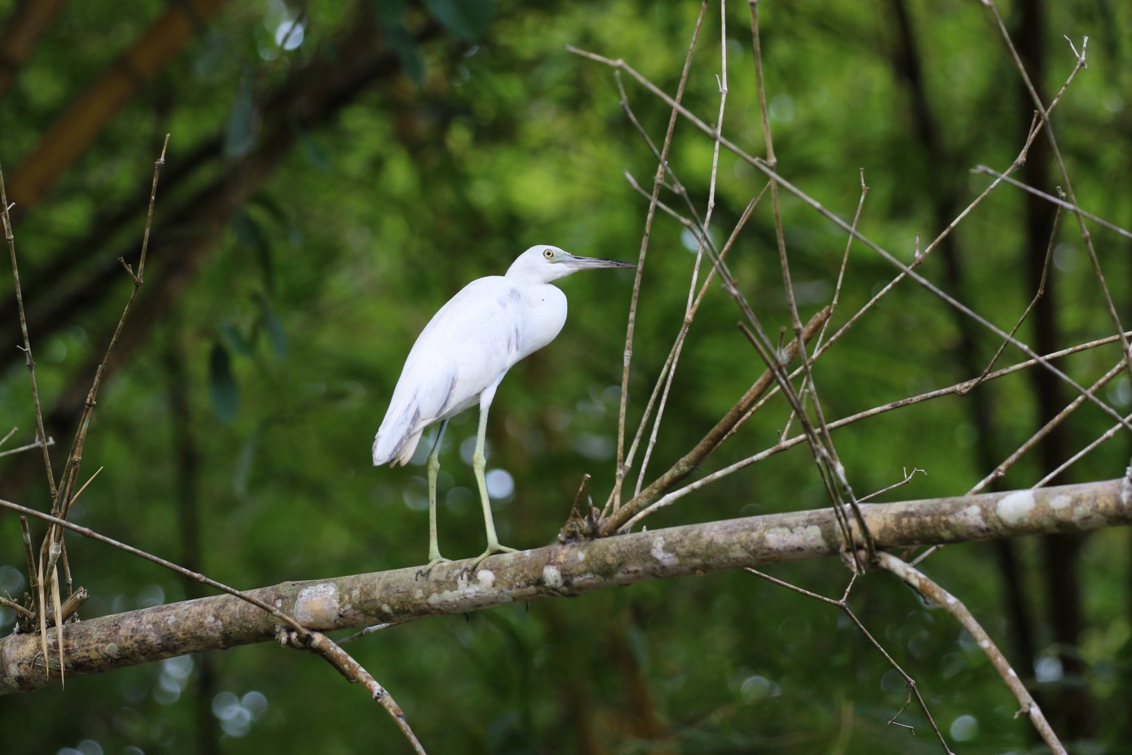 Little Blue Heron