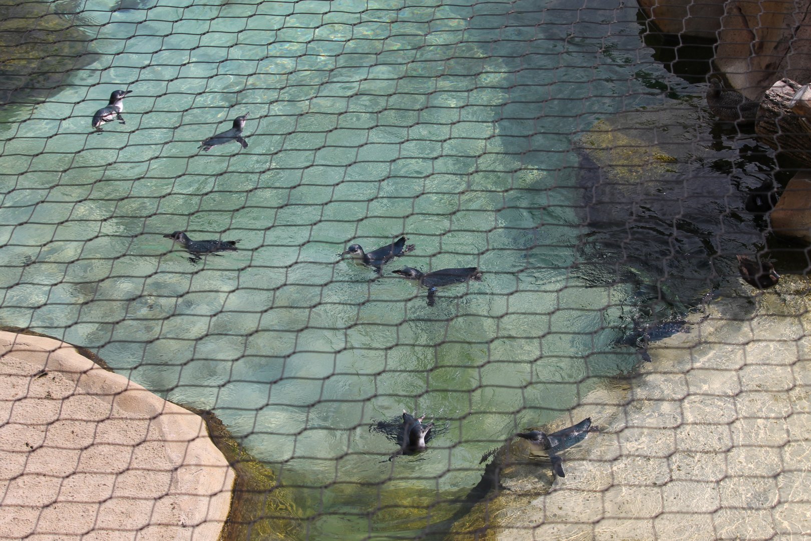 Little blue penguin aerial view