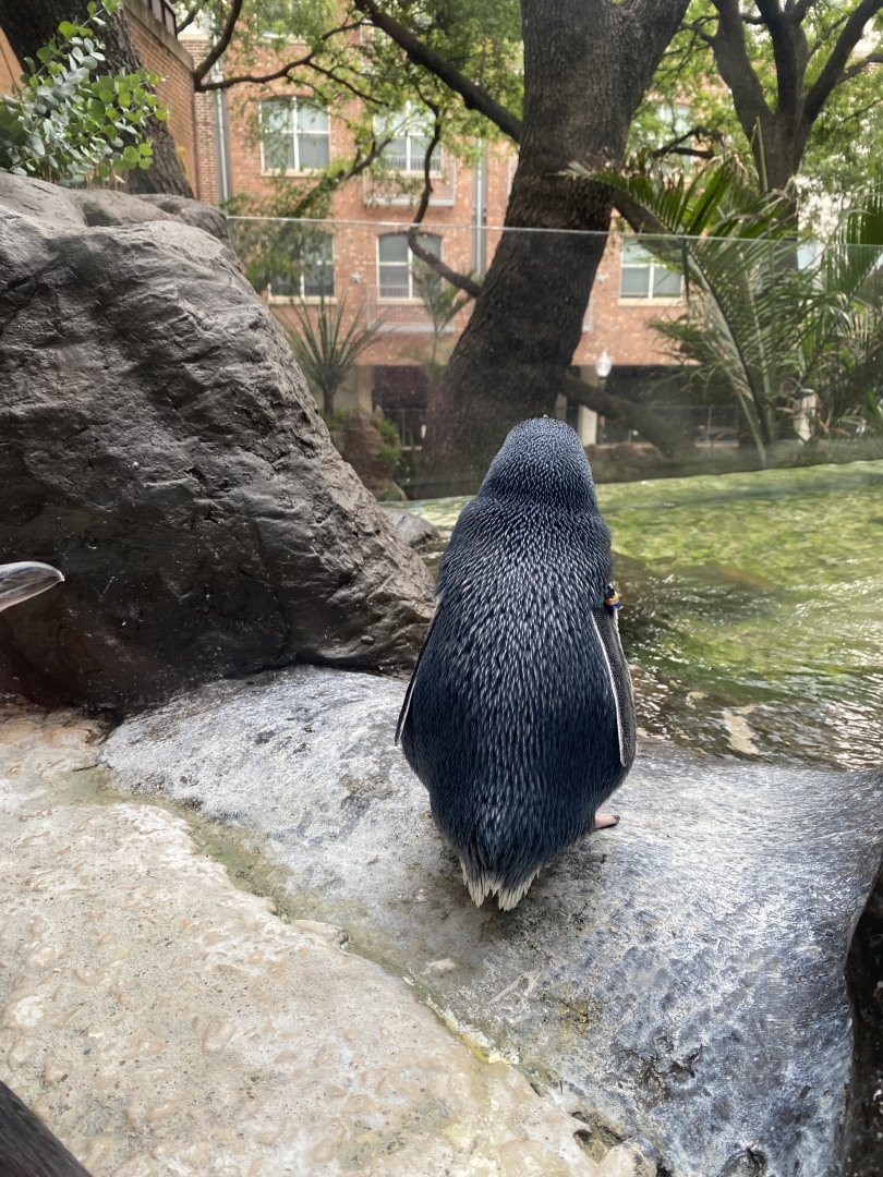 Little Blue Penguin (April 19, 2025)