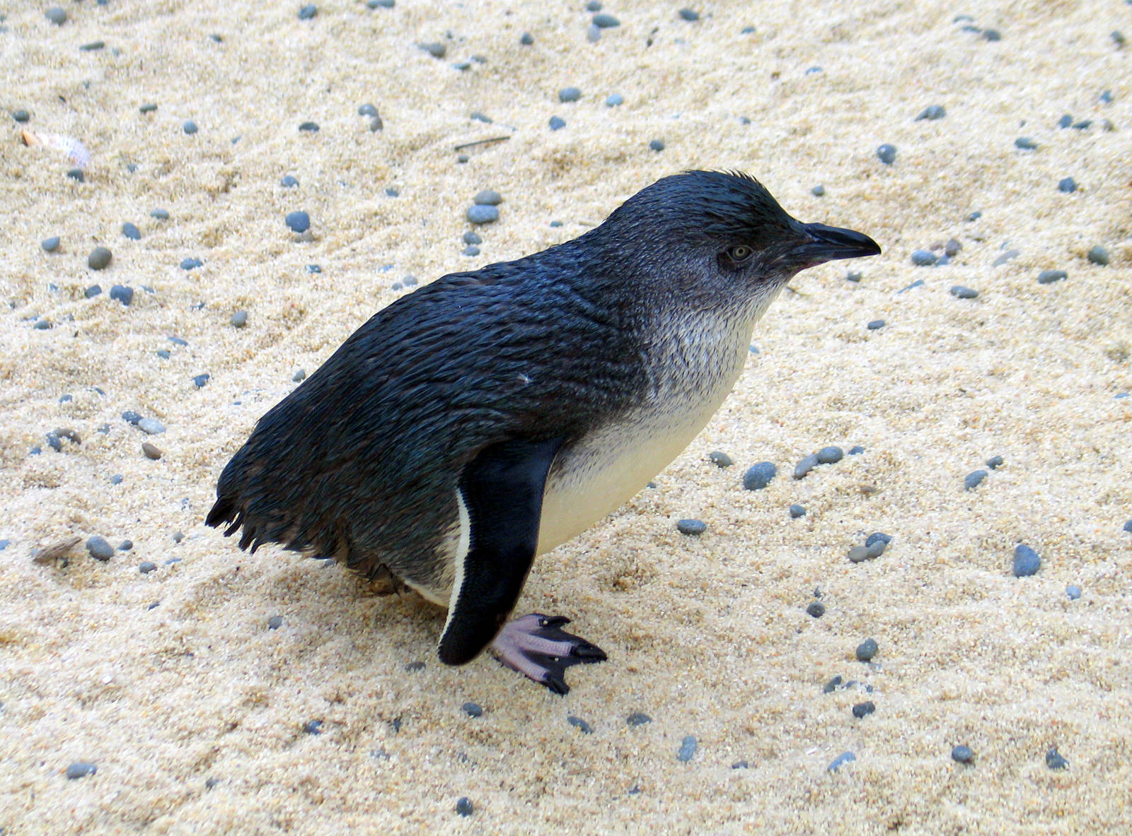 Little Blue Penguin at Auckland Zoo
