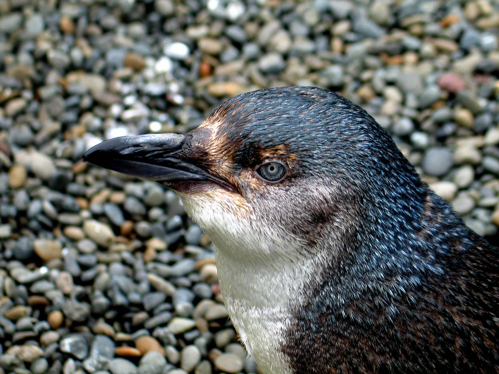 Little Blue Penguin at Auckland Zoo