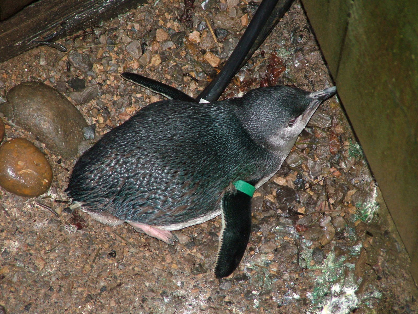 Little Blue Penguin at Bristol Dec 08