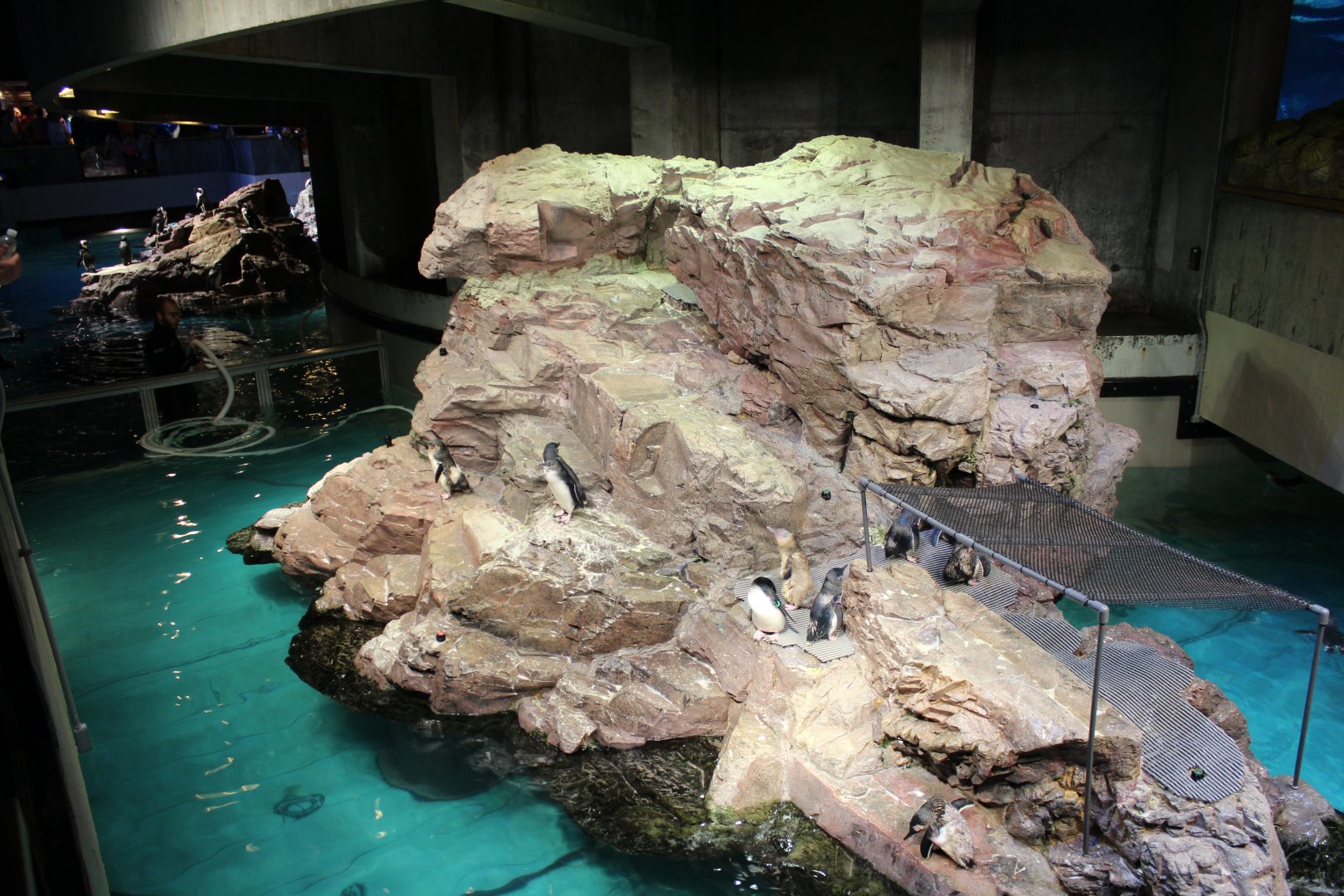 Little Blue Penguin Enclosure - Oct 2017