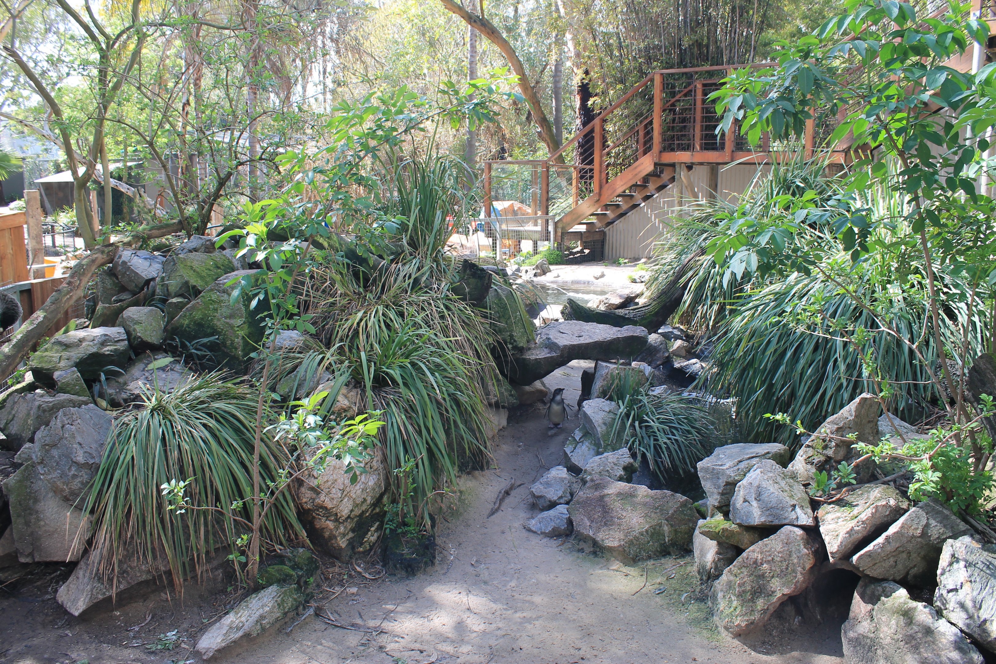 Little Blue Penguin enclosure