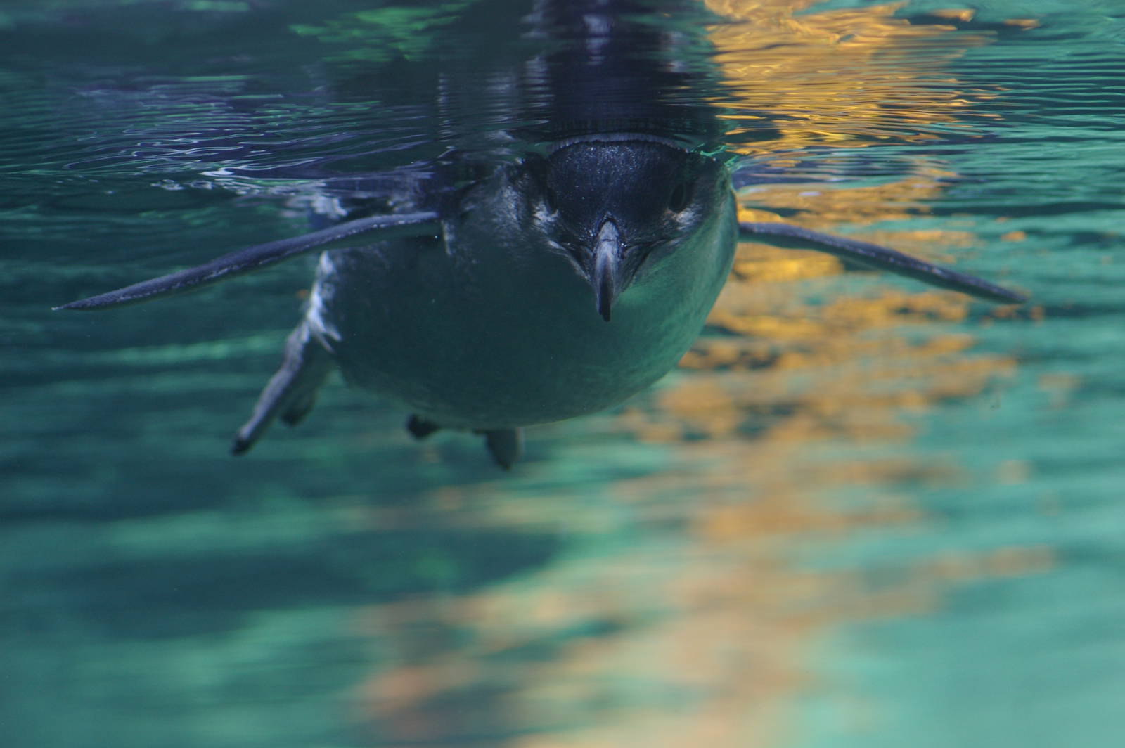 little blue penguin (Eudyptula minor) at the International Antarctic Centre