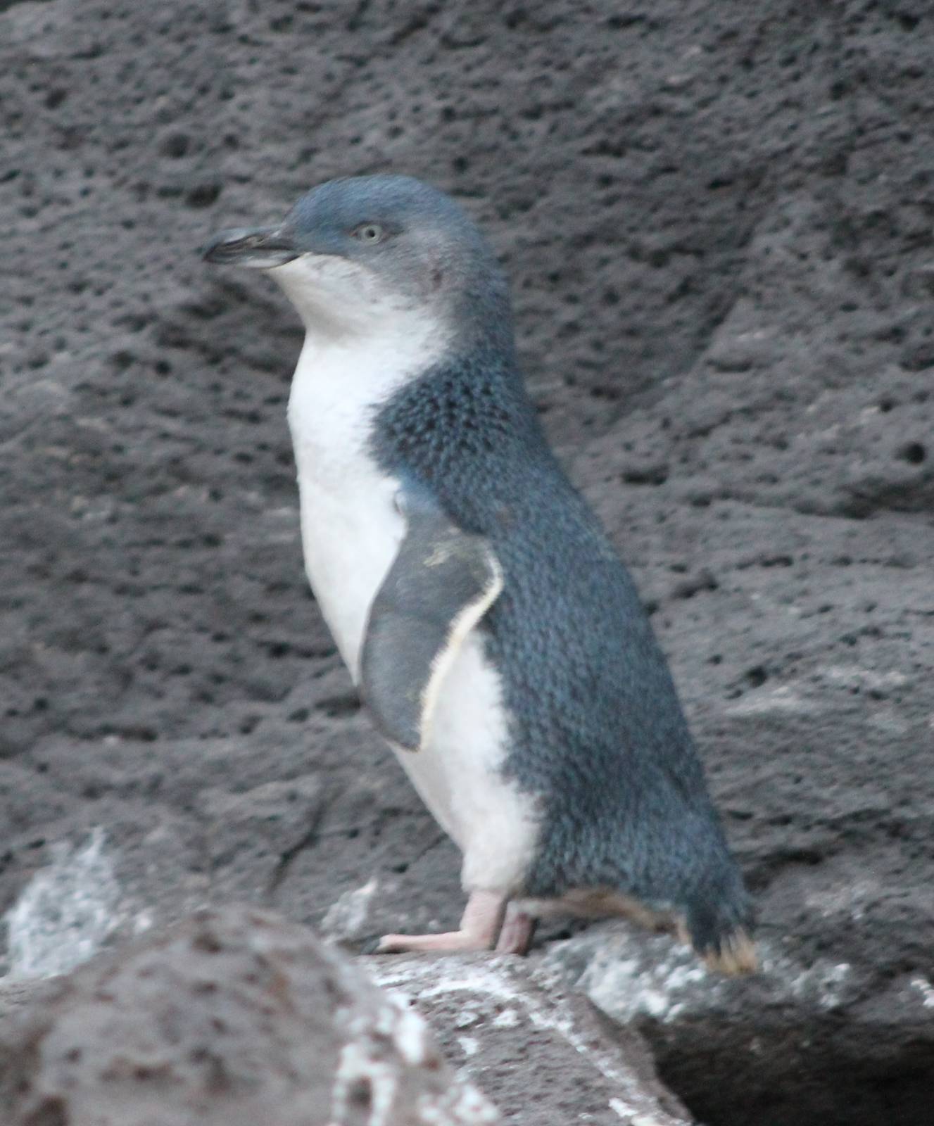 little blue penguin (Eudyptula minor)
