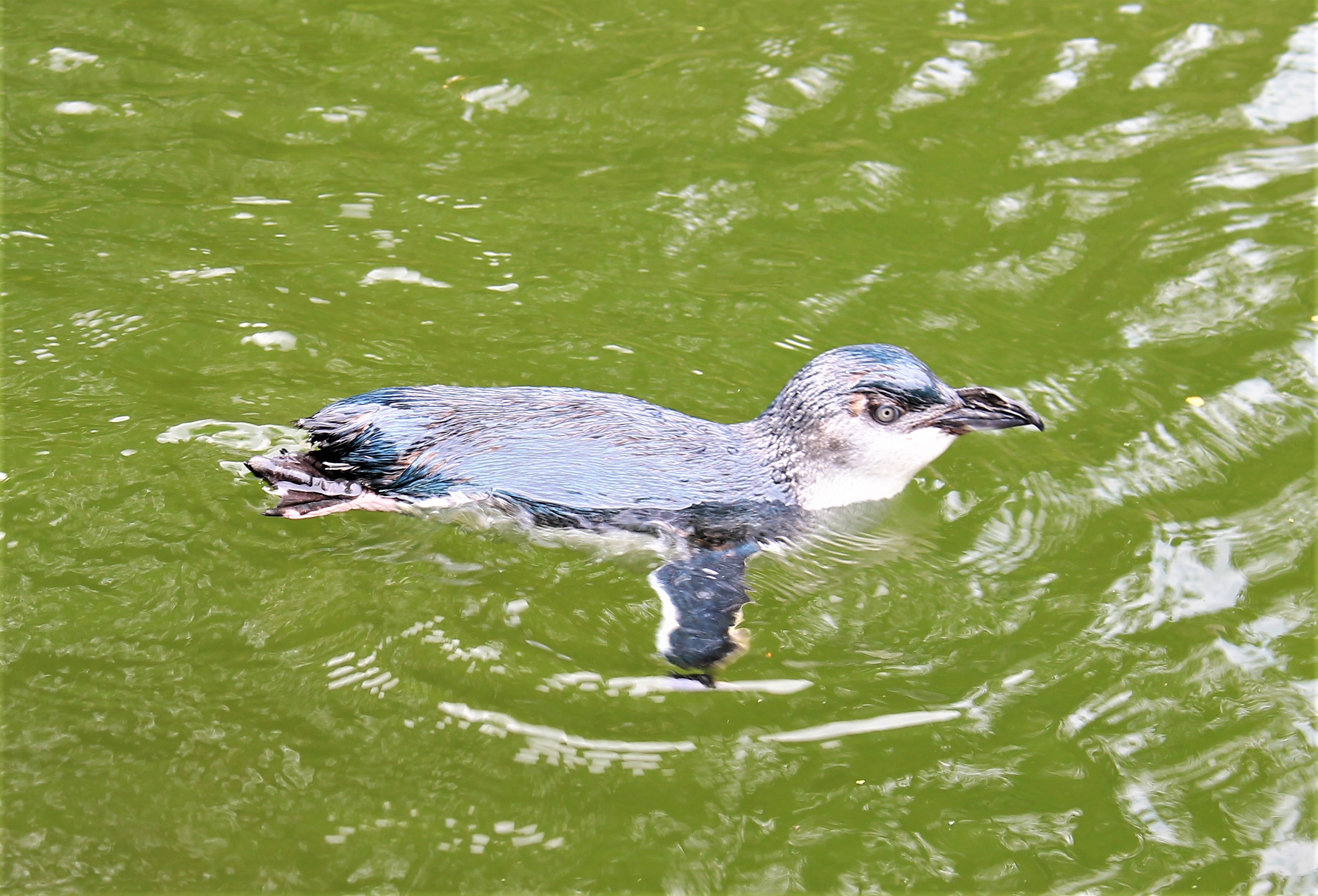Little Blue Penguin (Eudyptula minor)