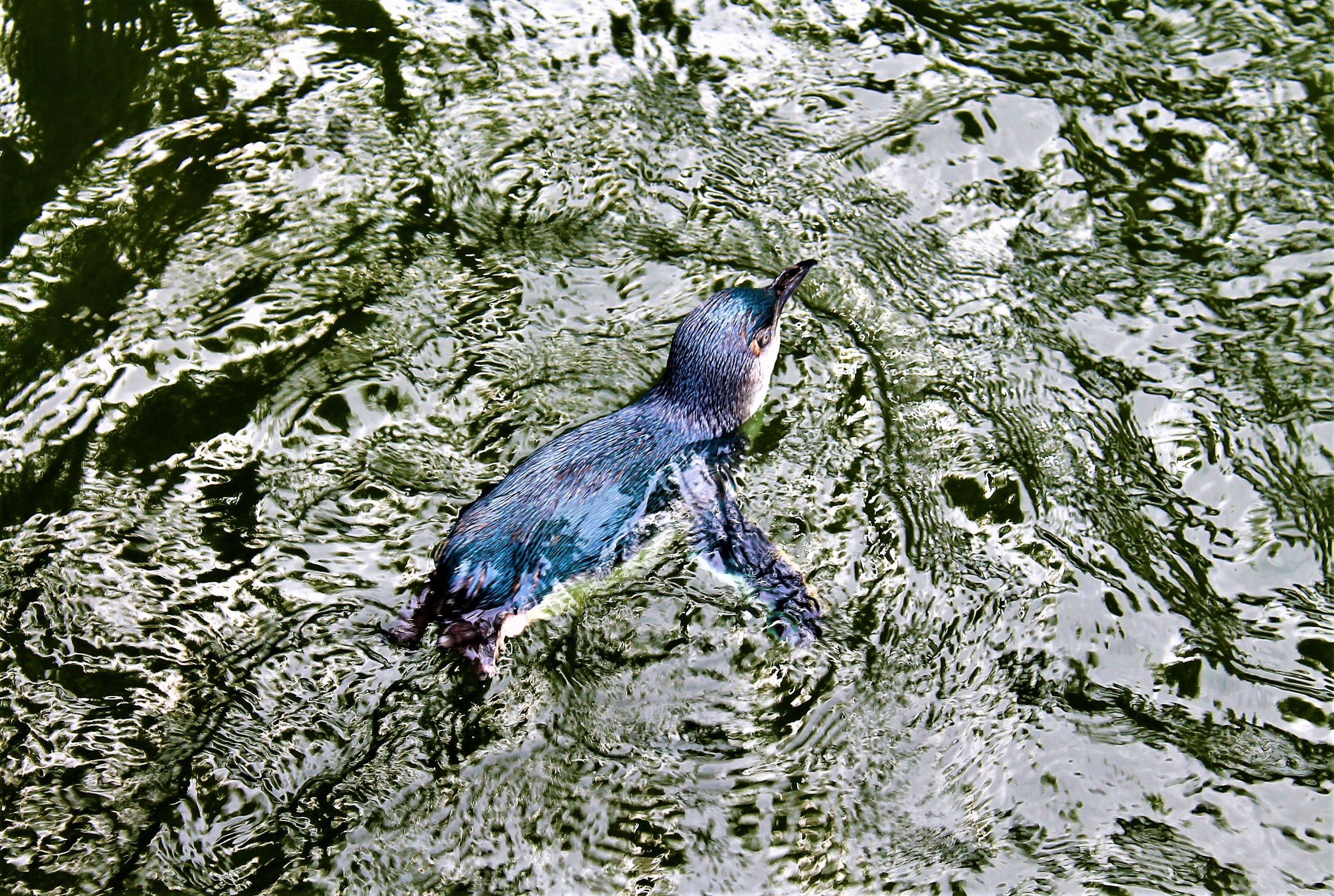 Little Blue Penguin (Eudyptula minor)