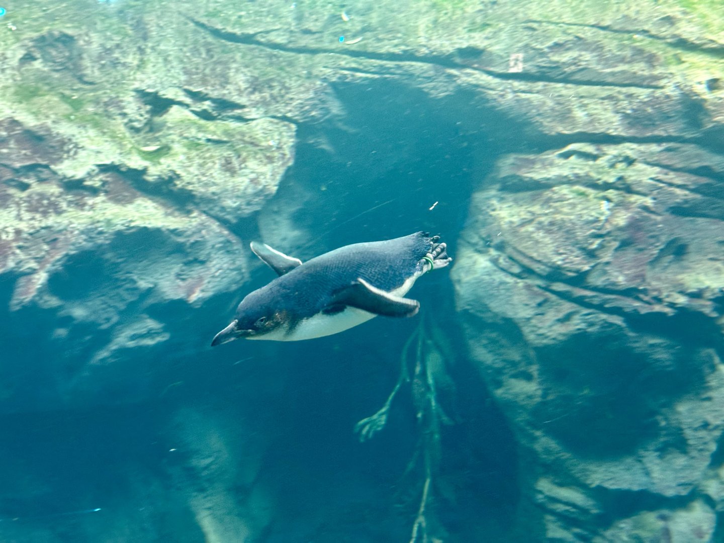 Little blue penguin (Eudyptula minor)