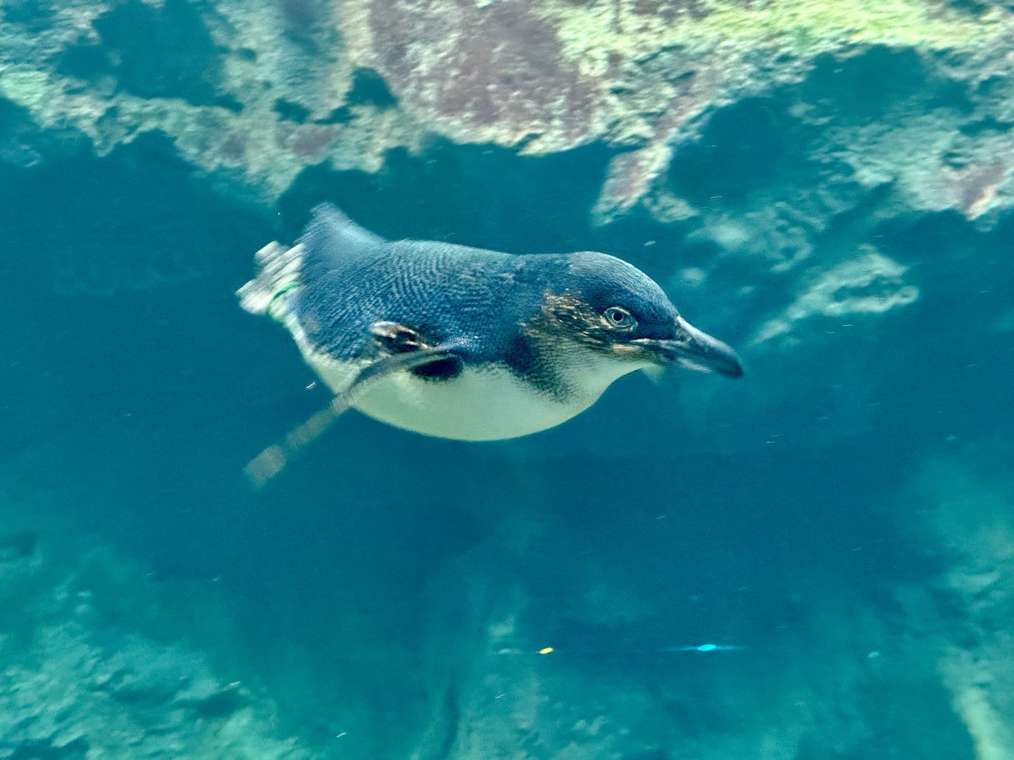 Little blue penguin (Eudyptula minor)