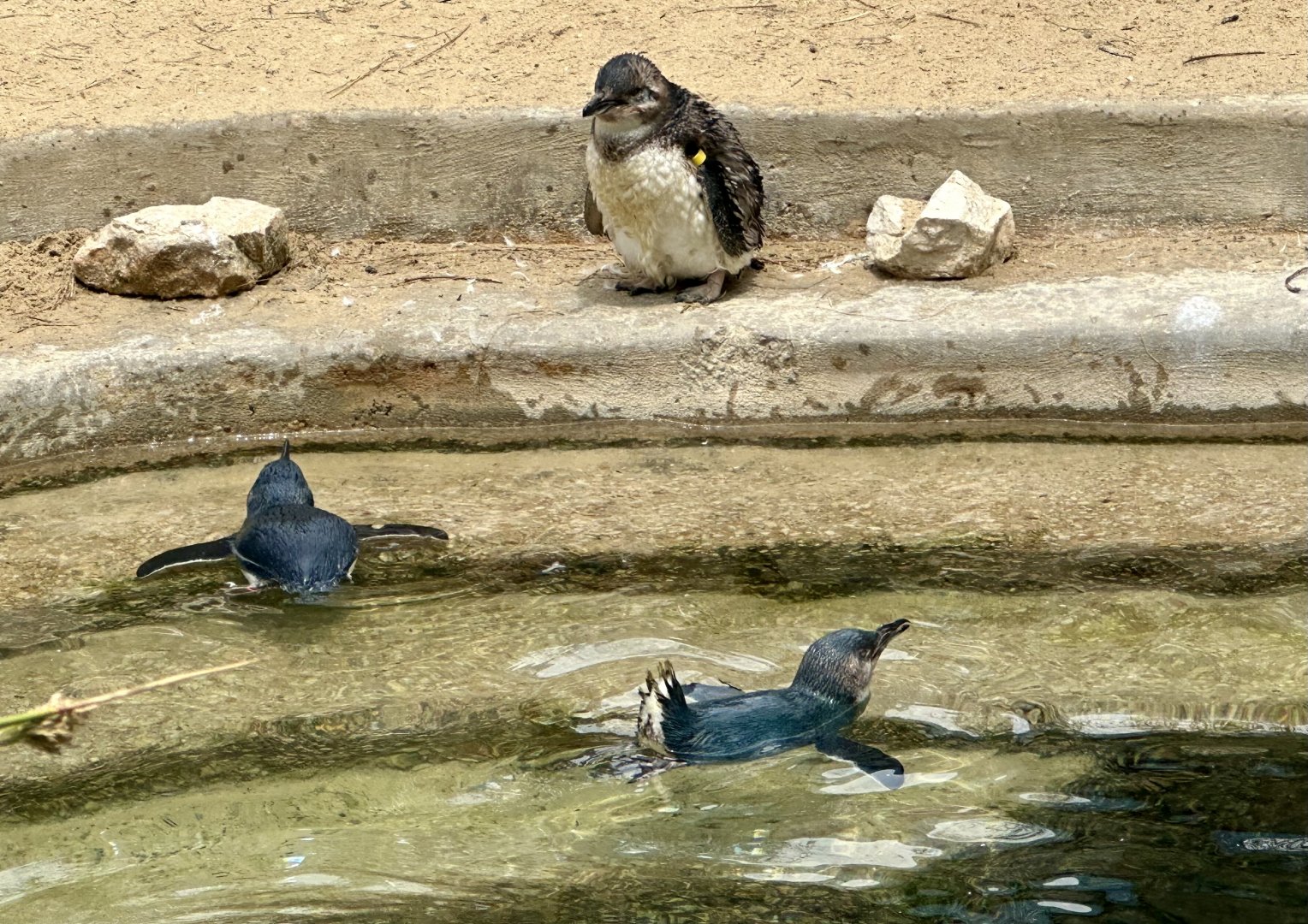 Little blue penguin (Eudyptula minor)