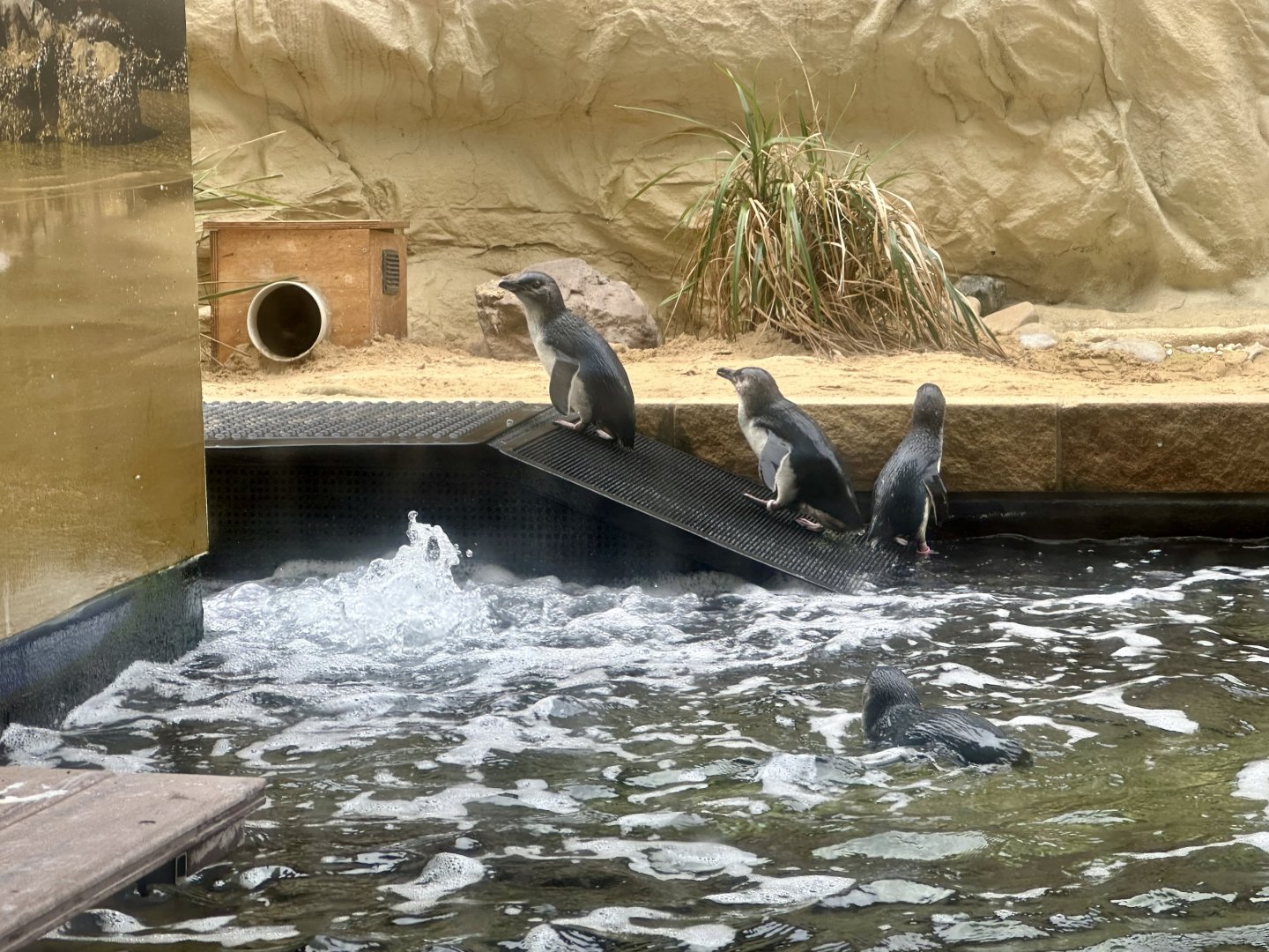 Little blue penguin (Eudyptula minor)