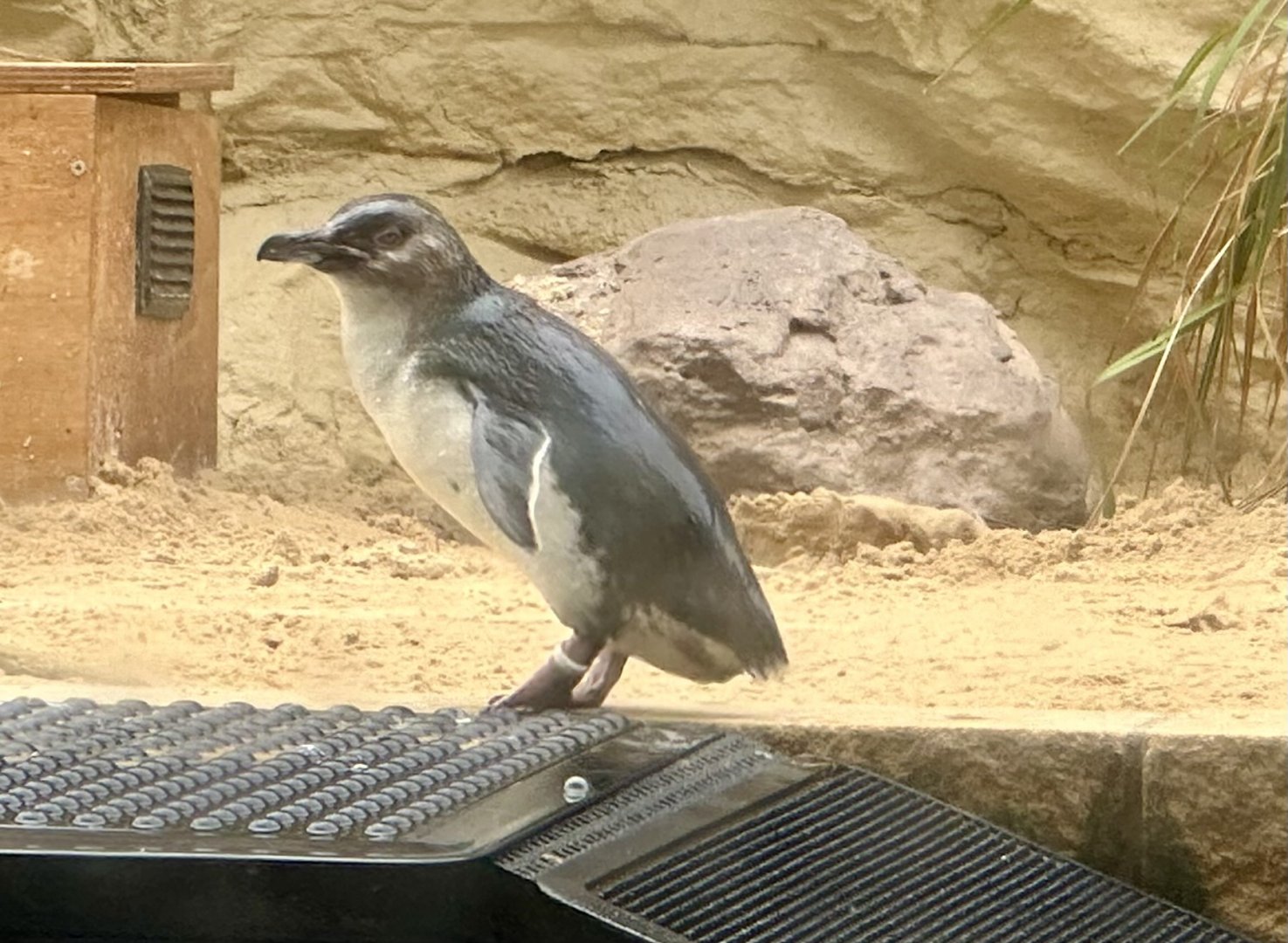 Little blue penguin (Eudyptula minor)
