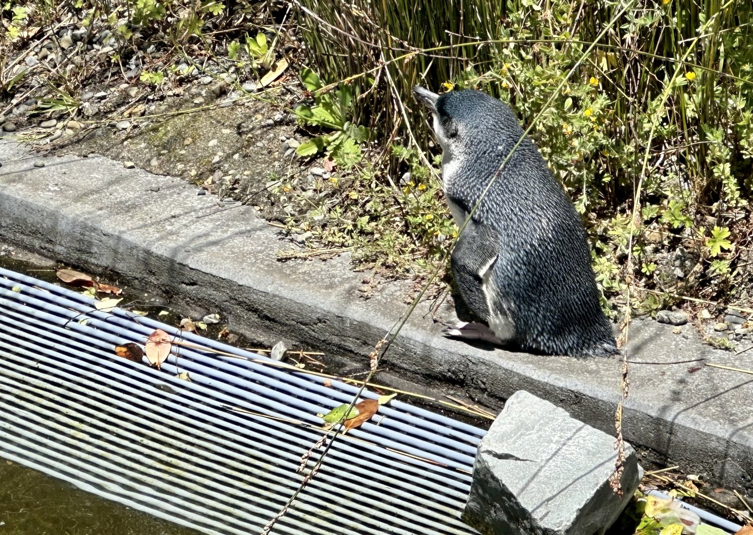 Little blue penguin (Eudyptula minor)