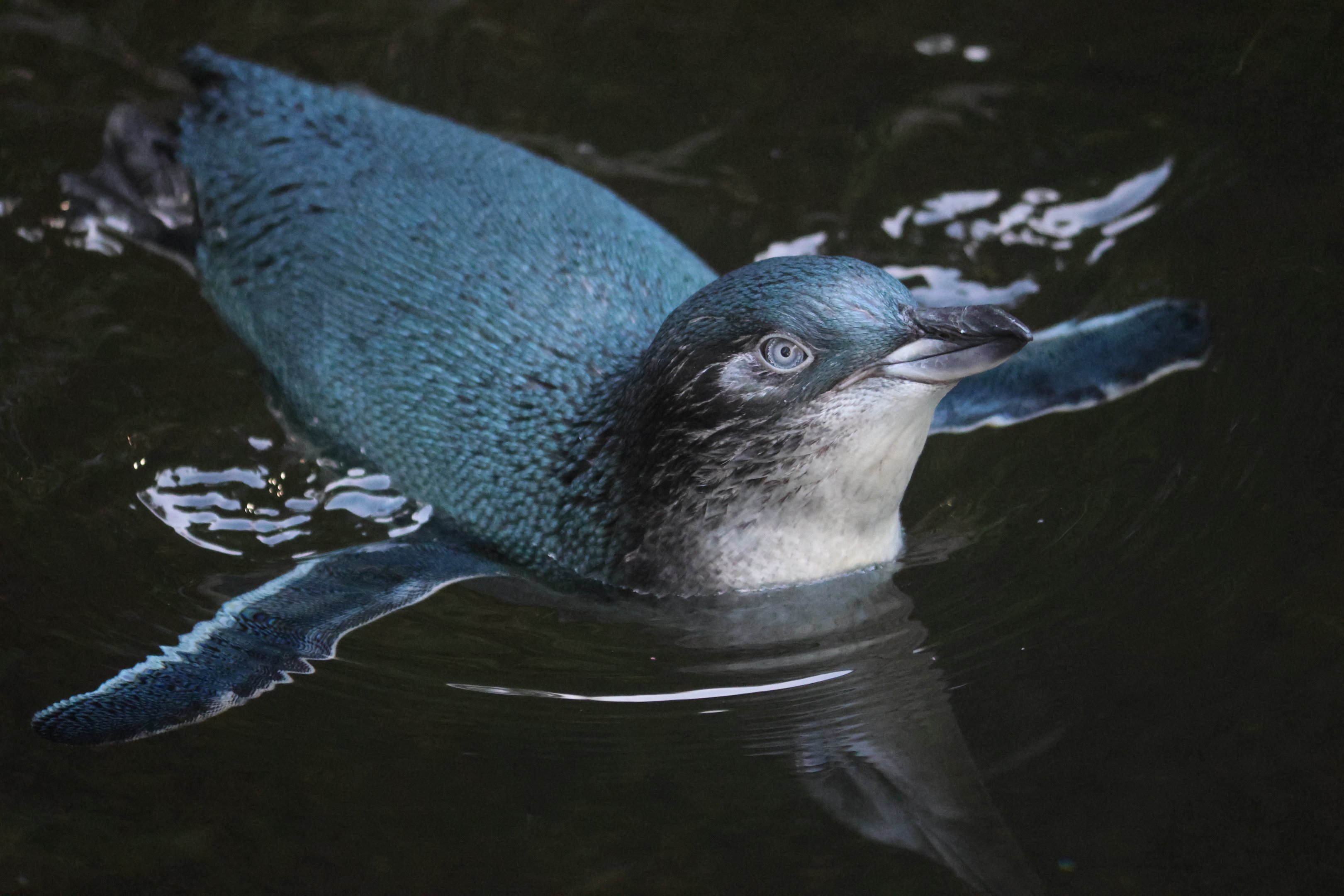 Little Blue Penguin (Eudyptula minor)