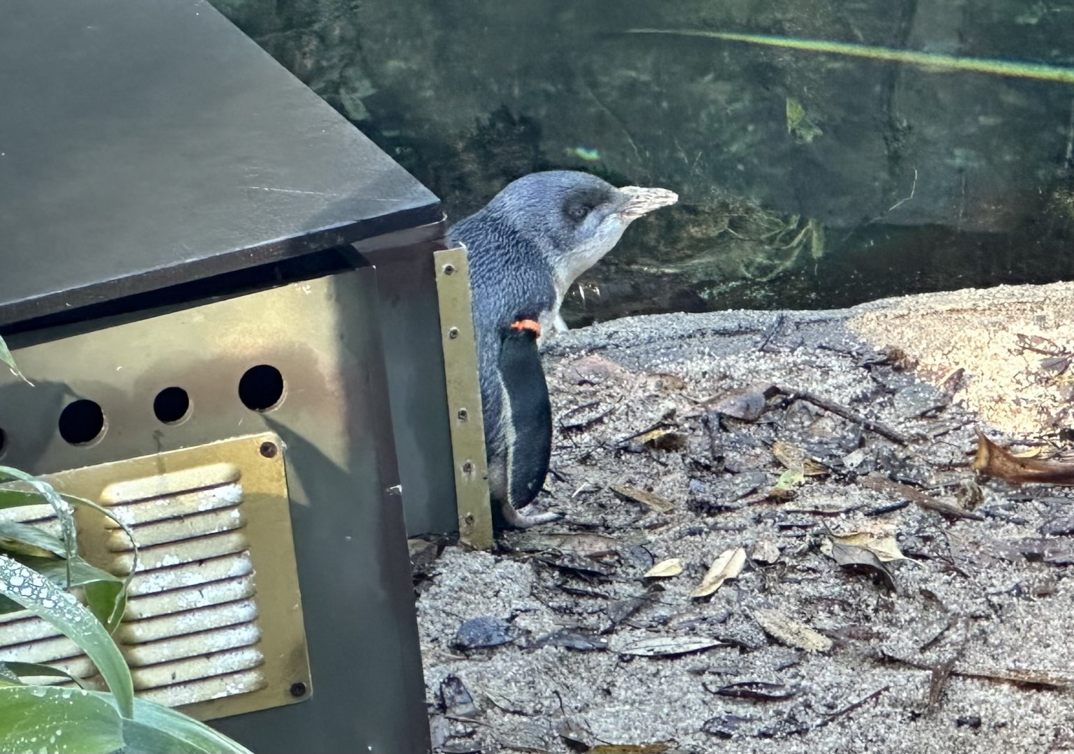 Little blue penguin (Eudyptula minor)
