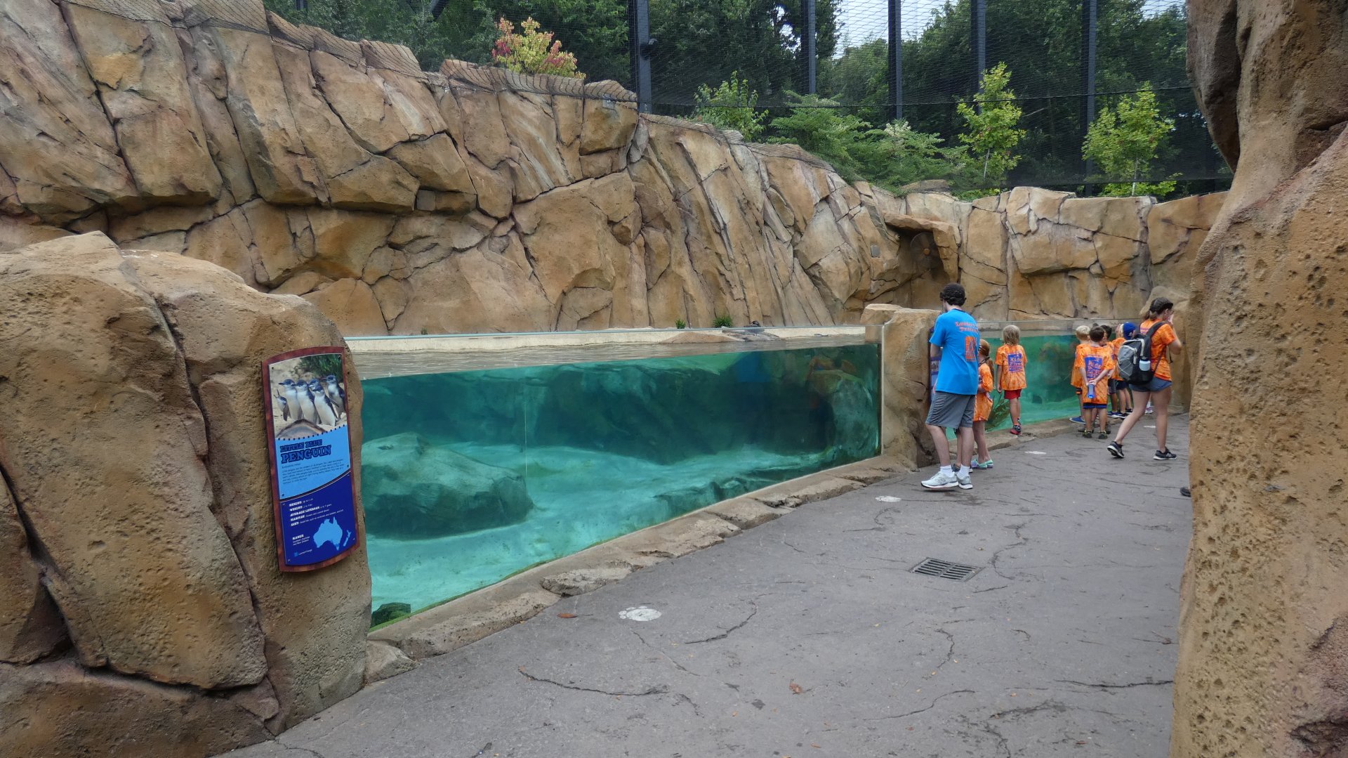 Little Blue Penguin Exhibit, Roo Valley - Aug. 2021