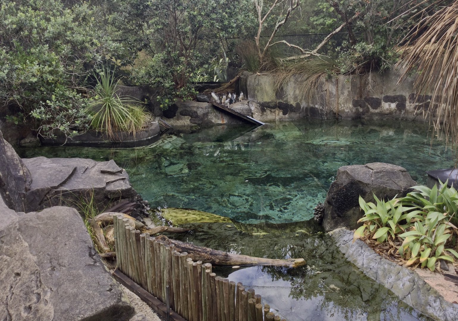 Little Blue Penguin Exhibit (The Coast) - New Zealand Precinct