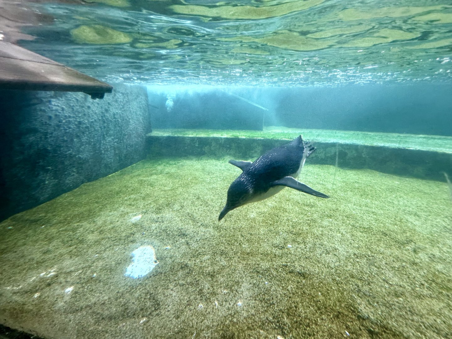 Little Blue Penguin Exhibit (Underwater Viewing)
