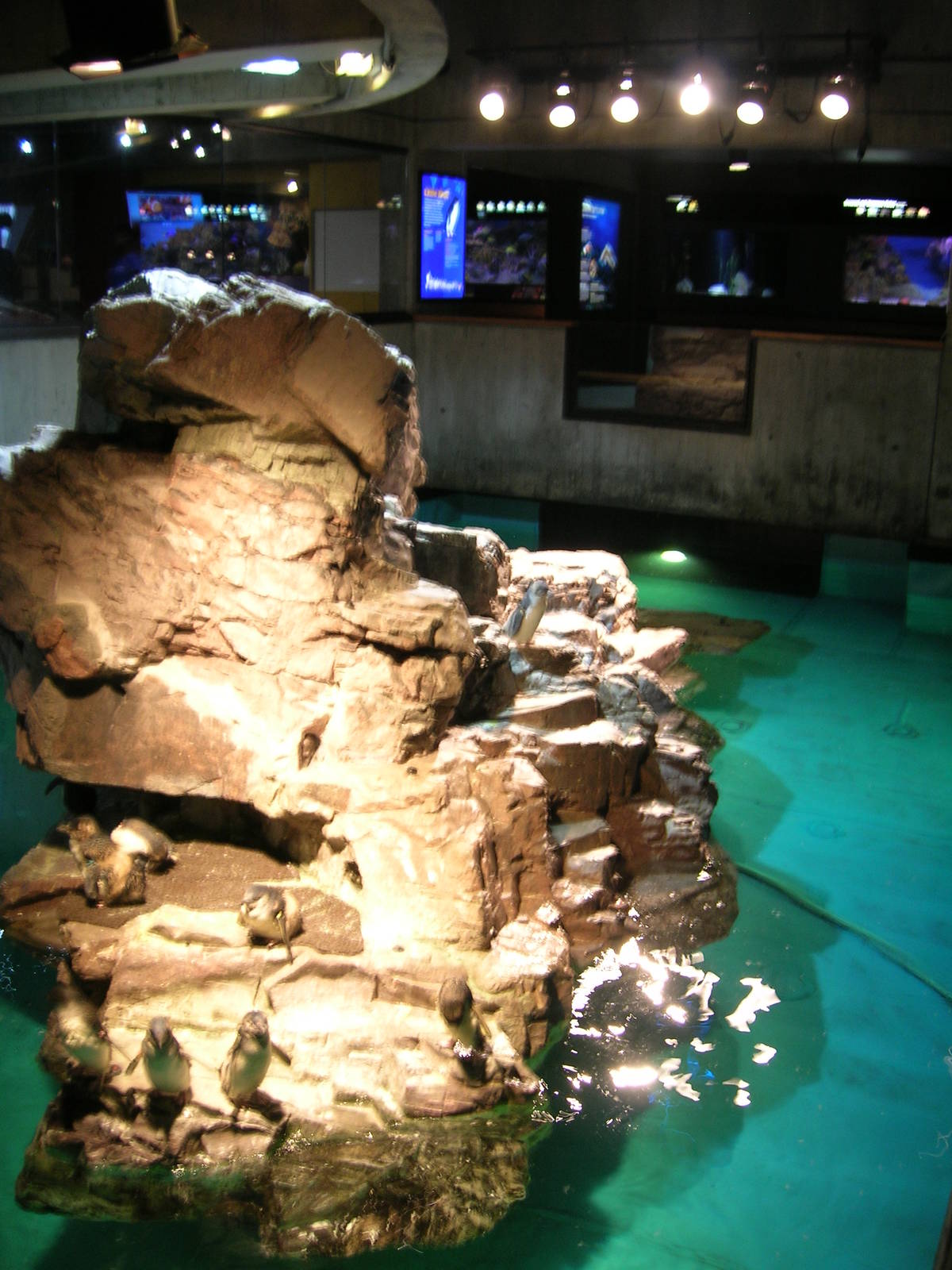 Little Blue Penguin Exhibit