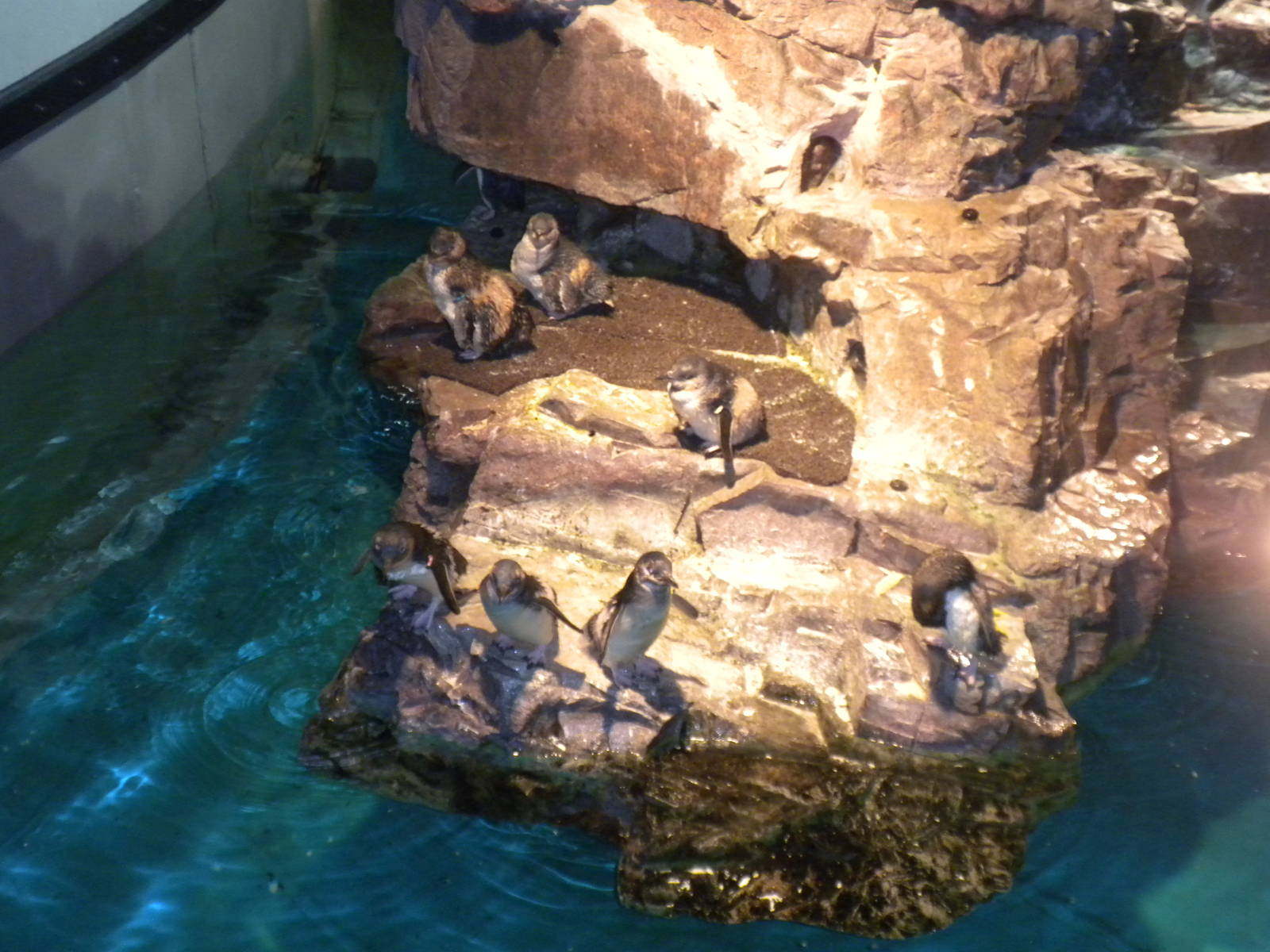Little Blue Penguin Exhibit