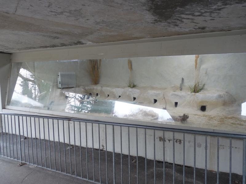 Little Blue Penguin Exhibit