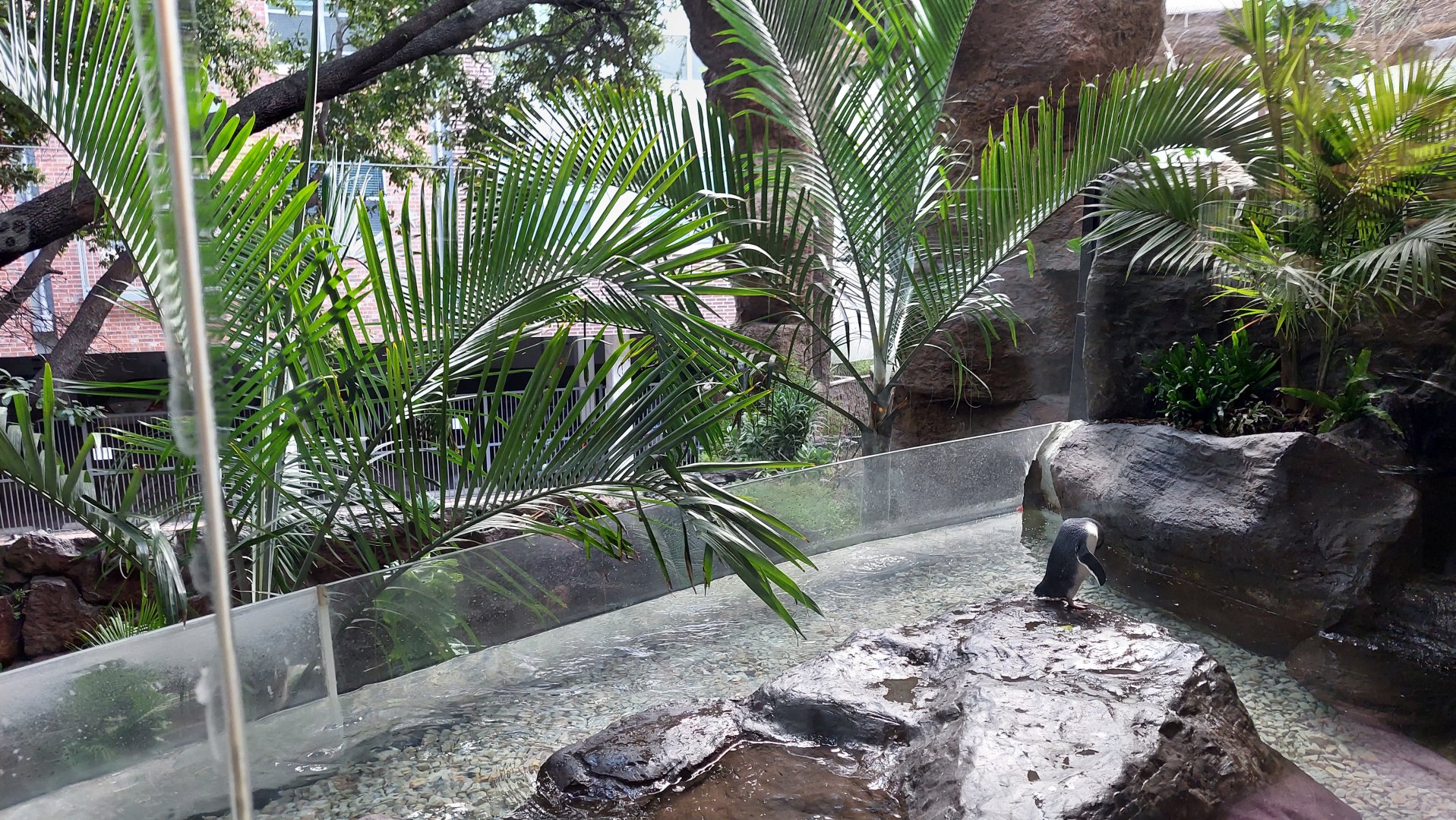 Little Blue Penguin Exhibit