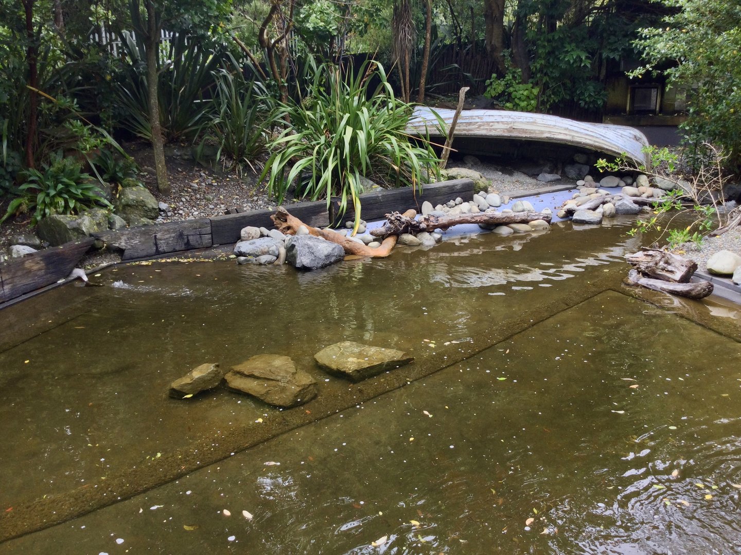 Little Blue Penguin Exhibit