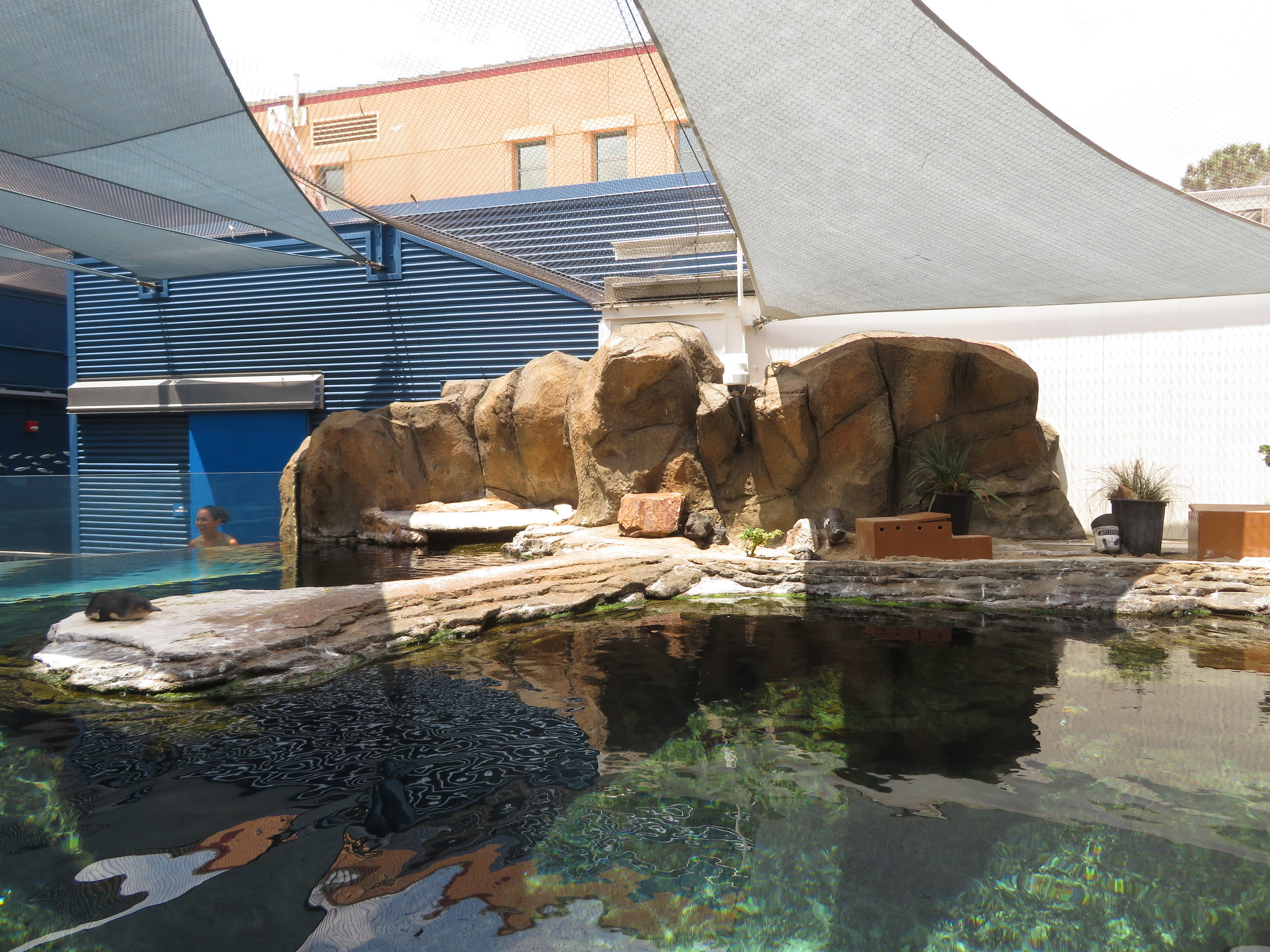 Little Blue Penguin Exhibit