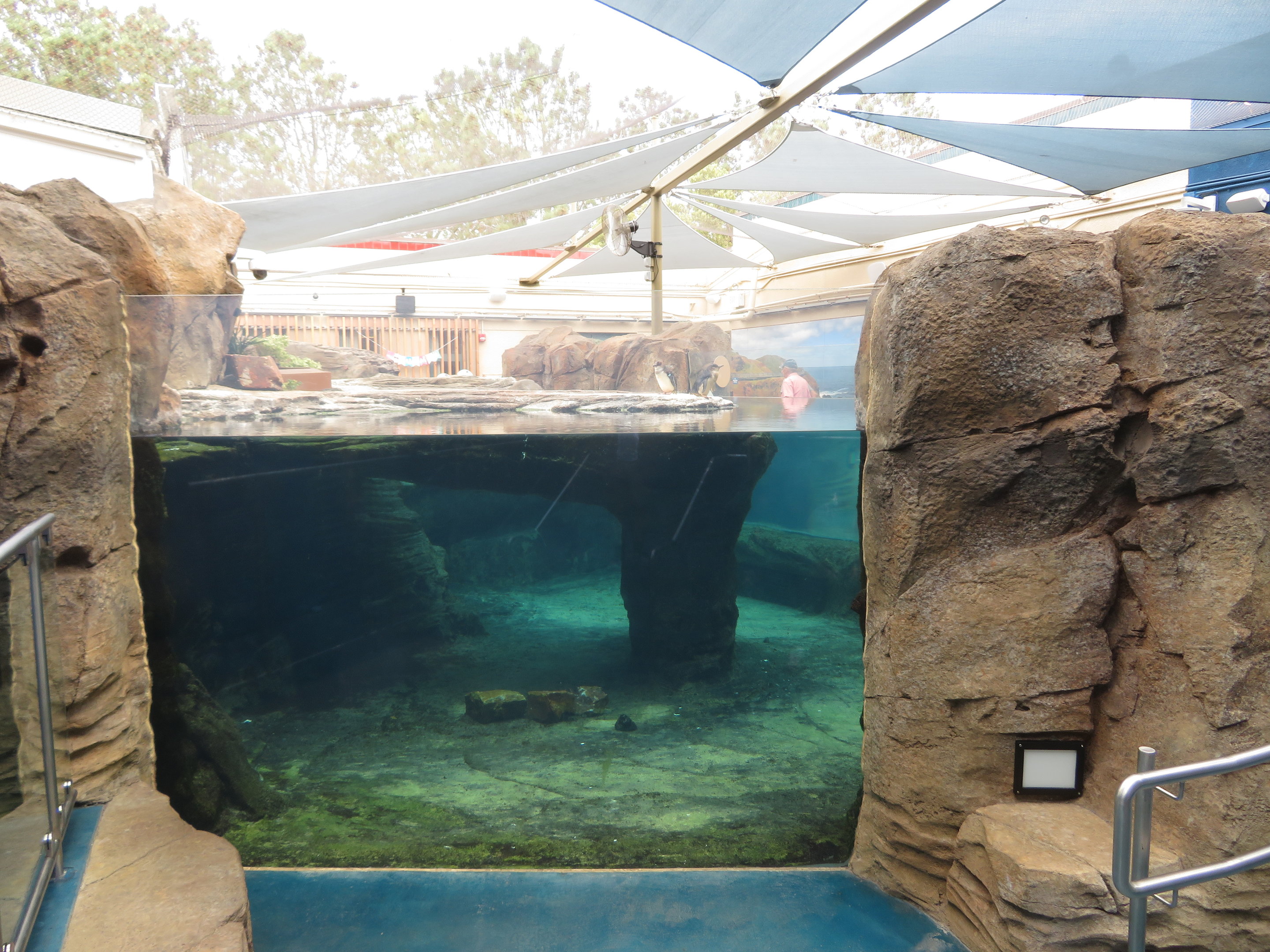 Little Blue Penguin Exhibit