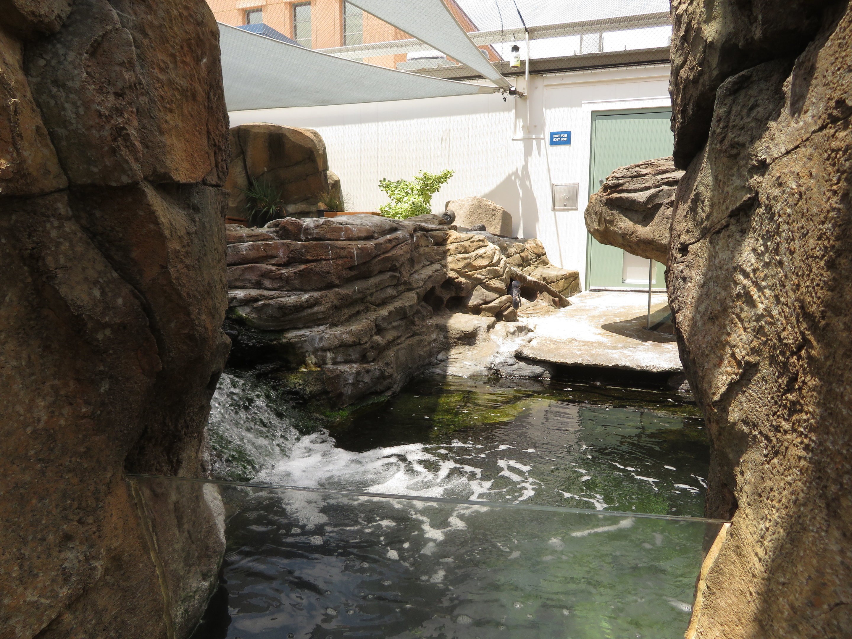 Little Blue Penguin Exhibit