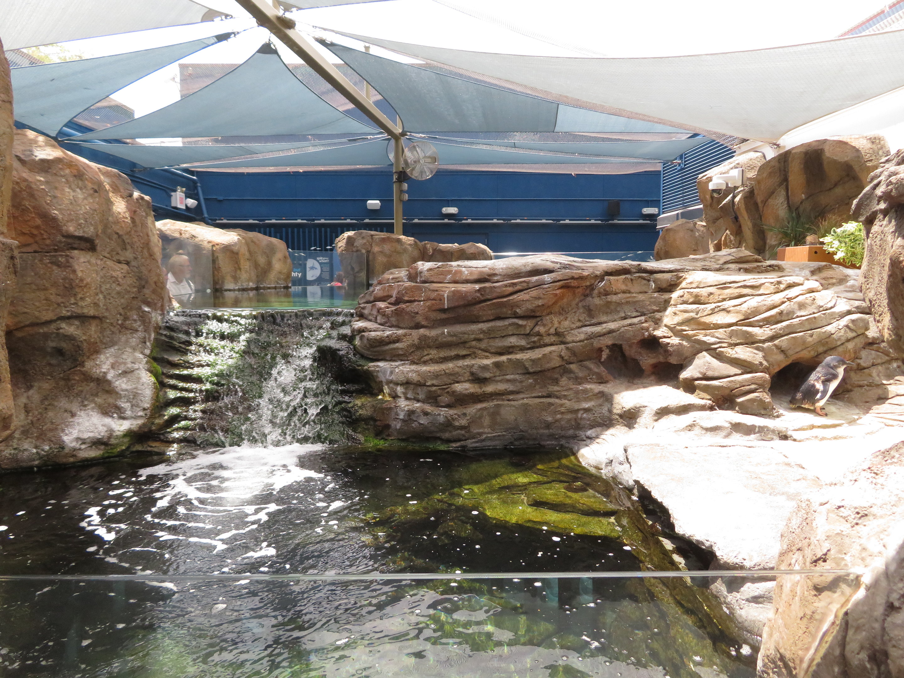 Little Blue Penguin Exhibit