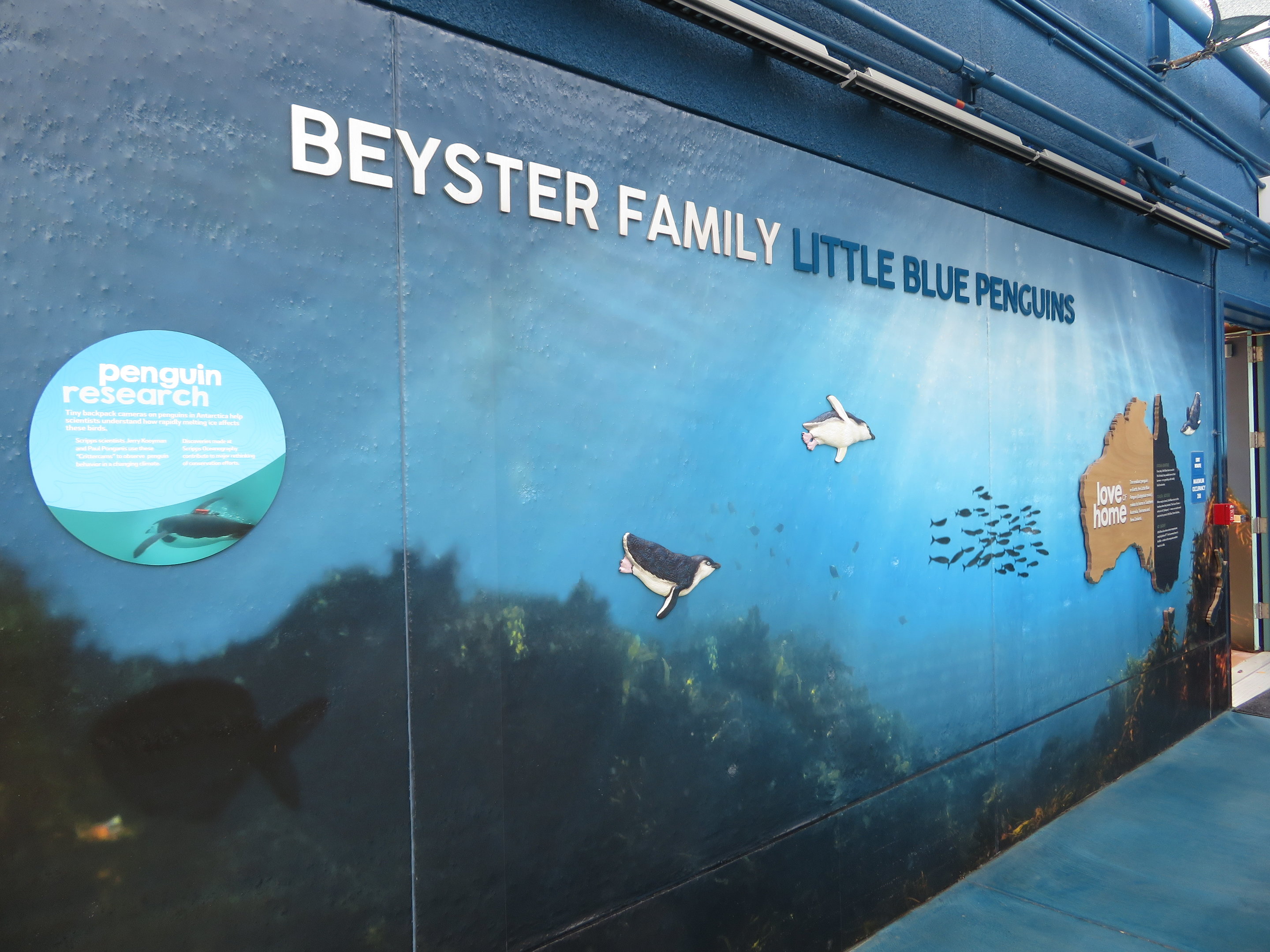 Little Blue Penguin Exhibit