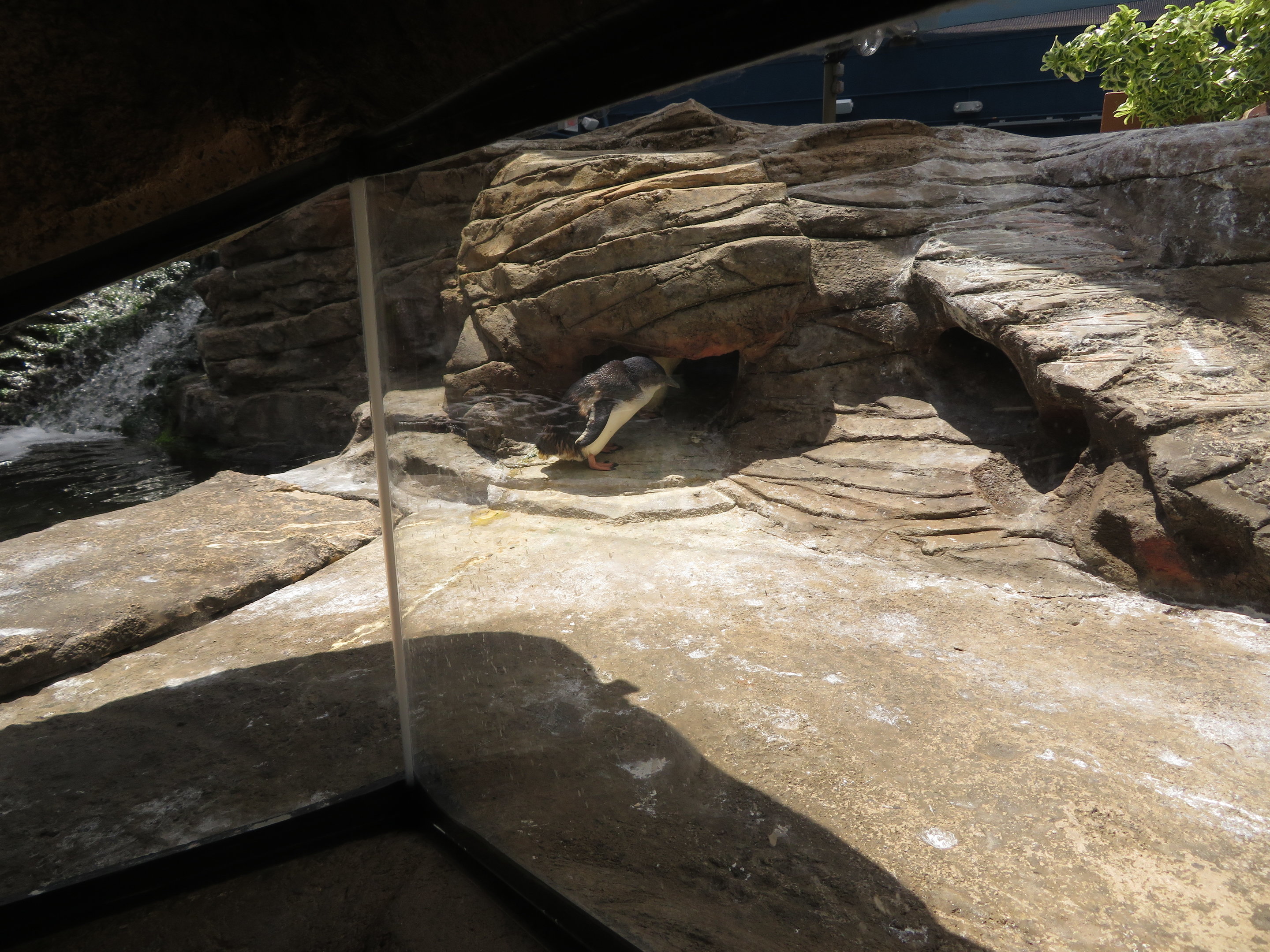 Little Blue Penguin Exhibit