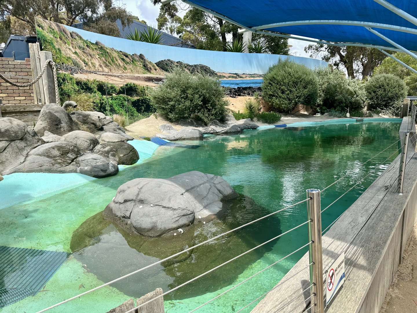 Little Blue Penguin Exhibit