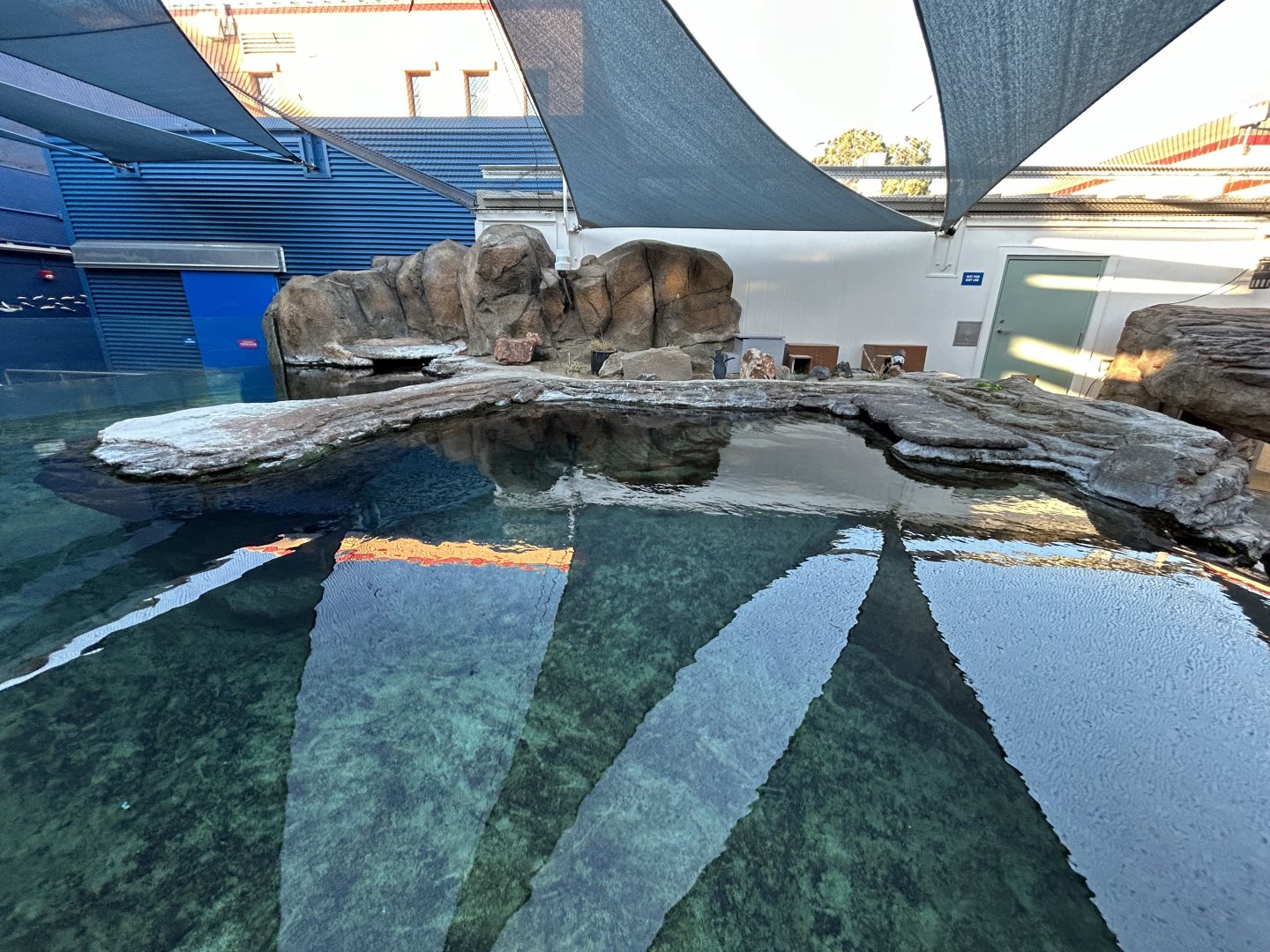 Little Blue Penguin Exhibit