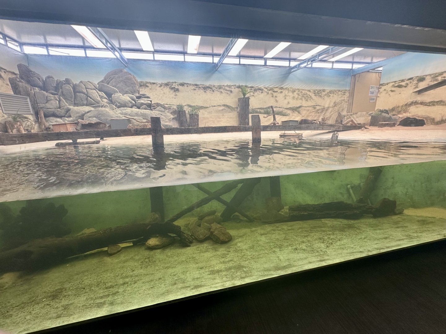 Little Blue Penguin Exhibit